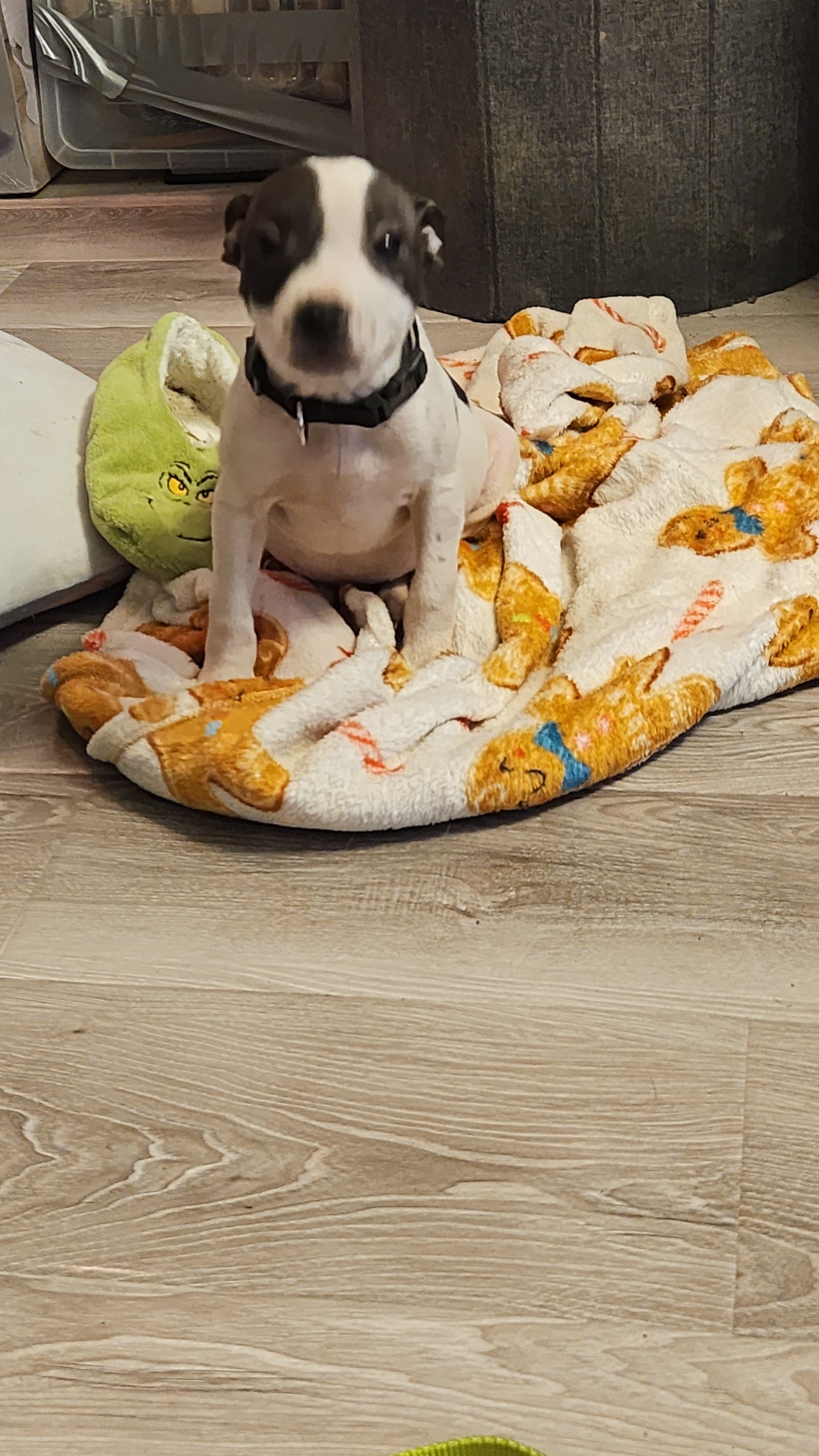 Dog Image