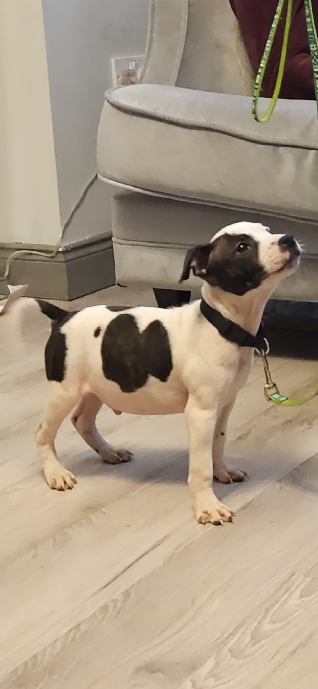 Dog Image