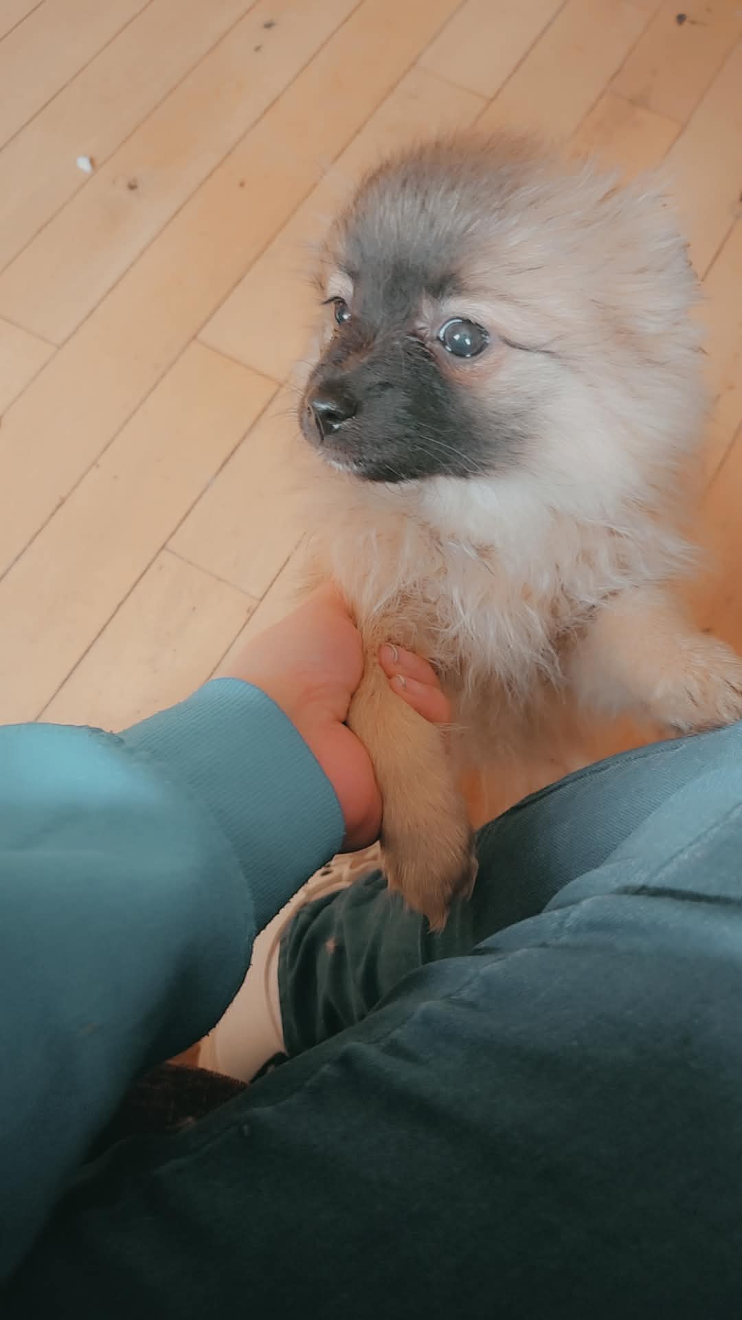 Dog Image