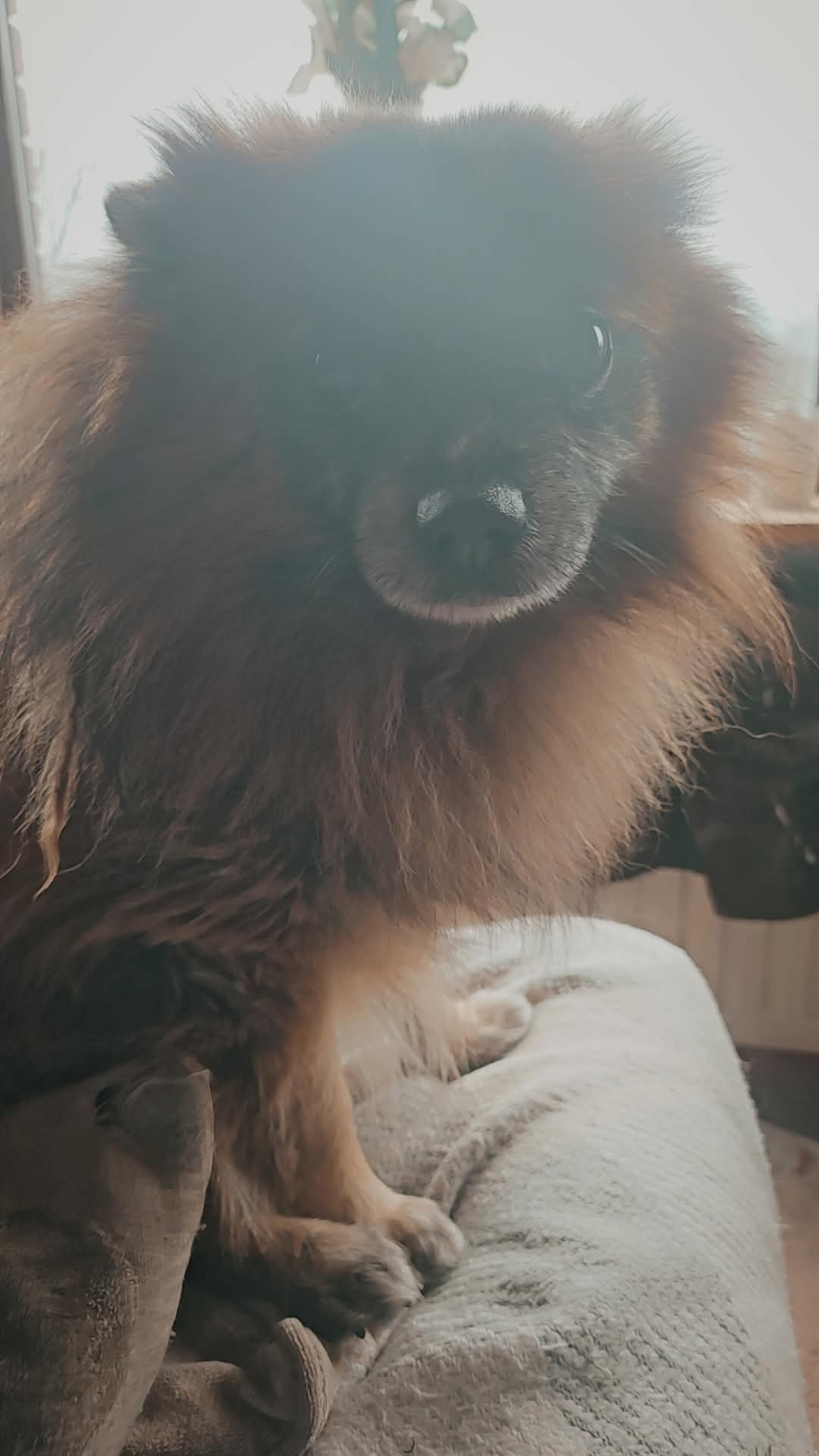 Dog Image