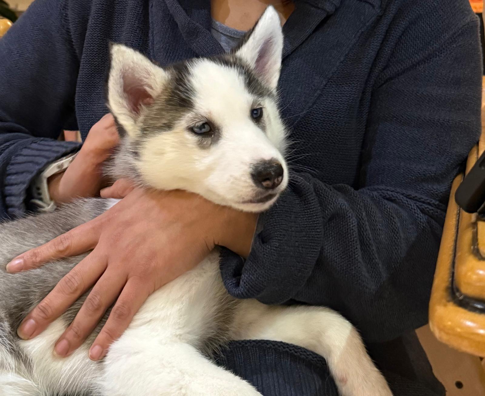 Dog Image