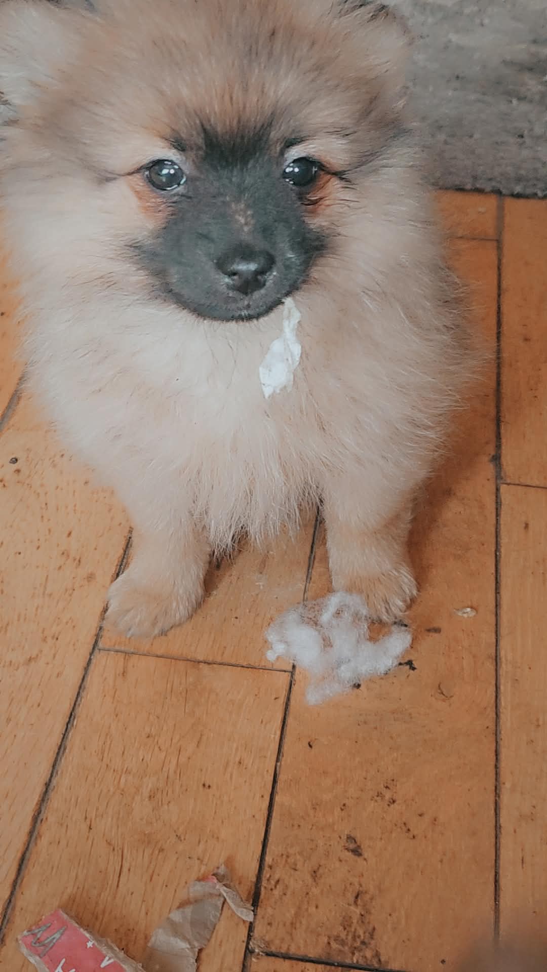 Dog Image