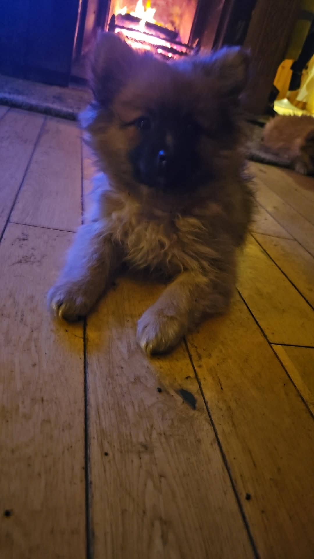Dog Image