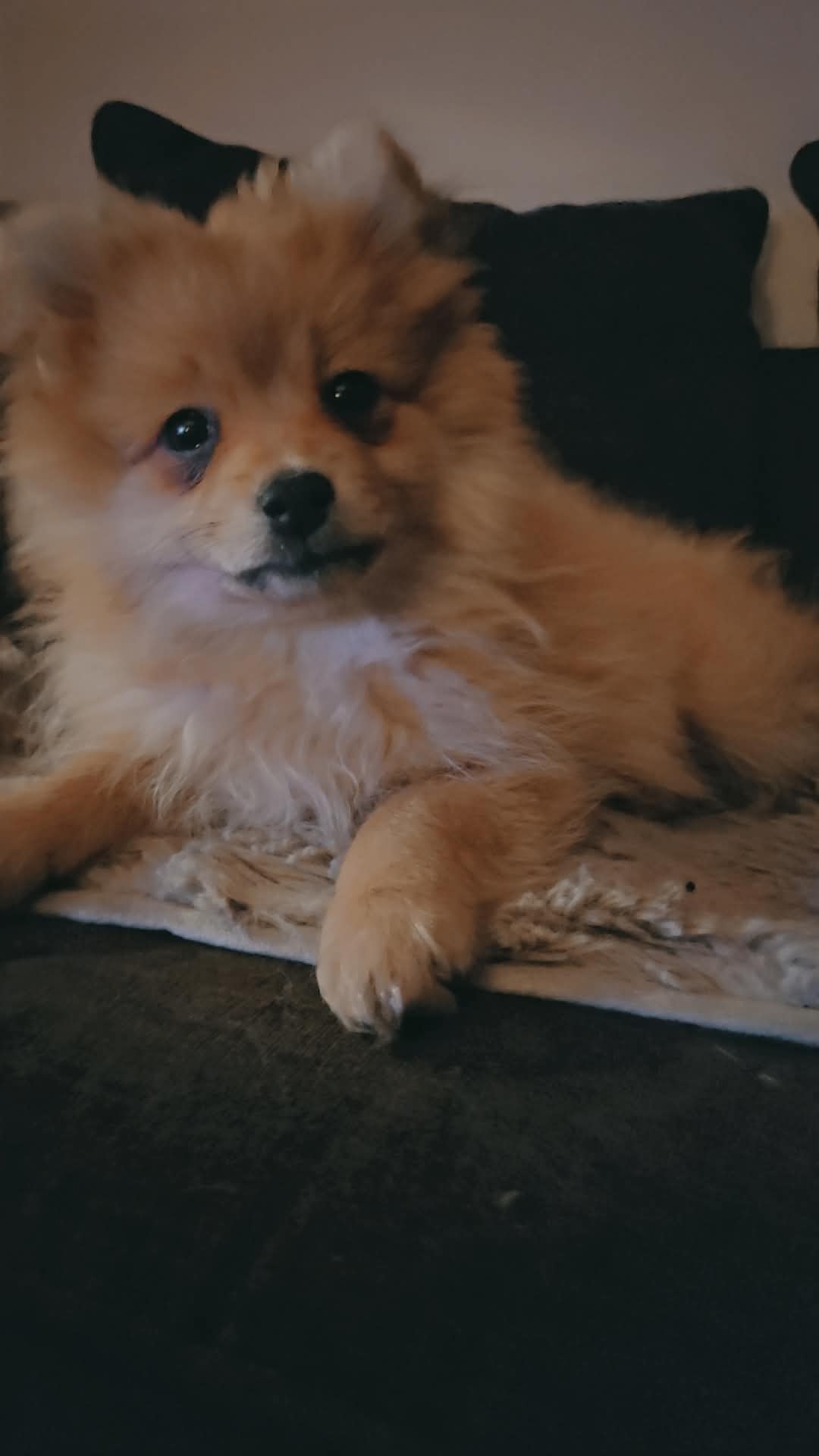 Dog Image