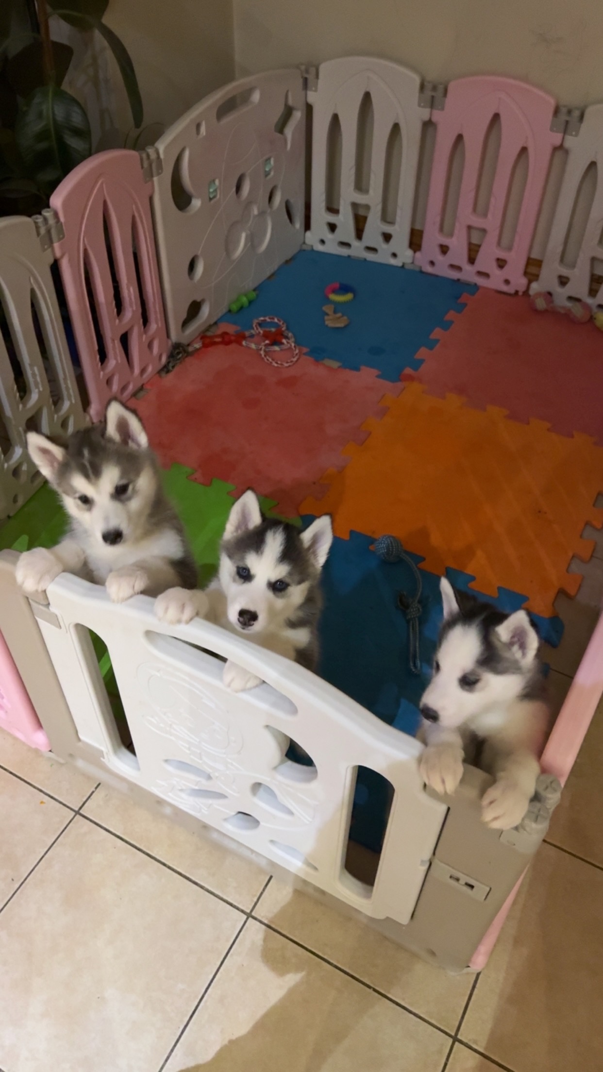Dog Image