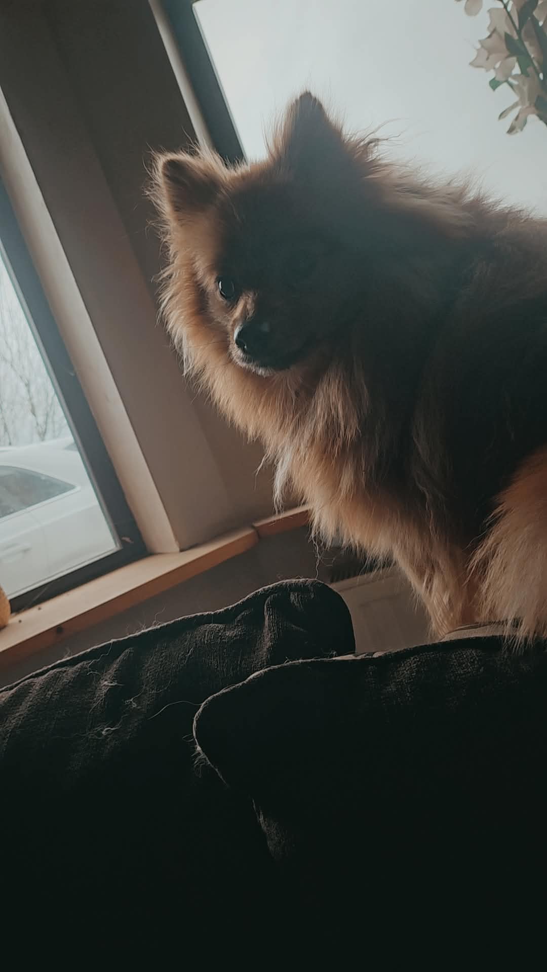 Dog Image