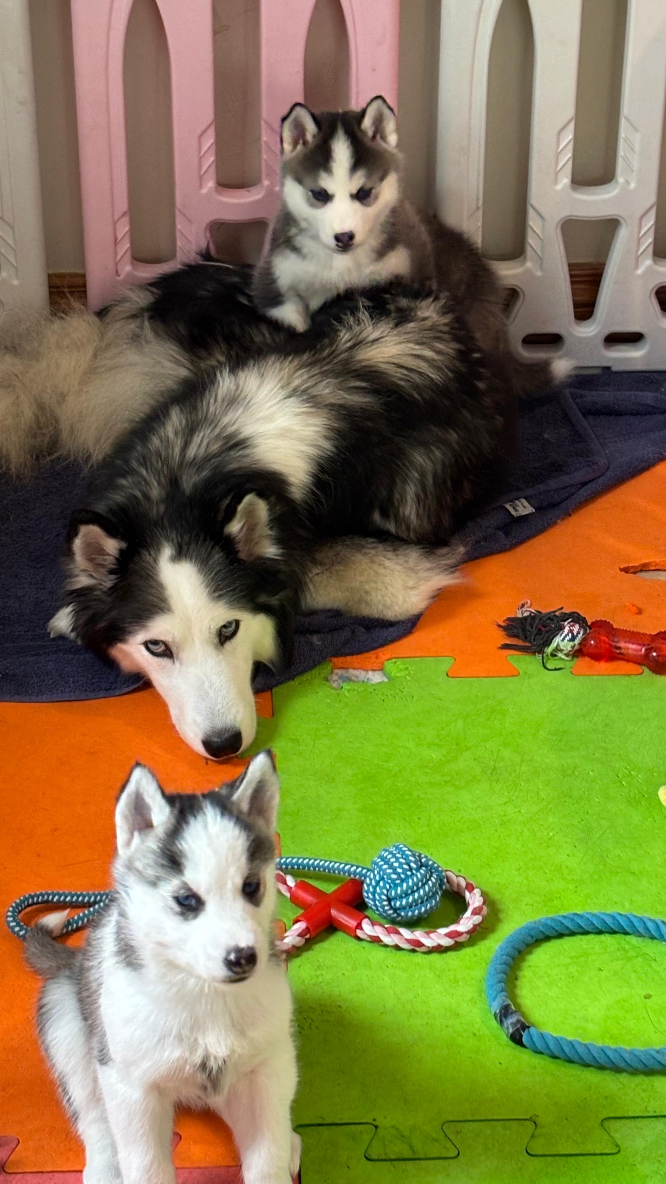 Dog Image