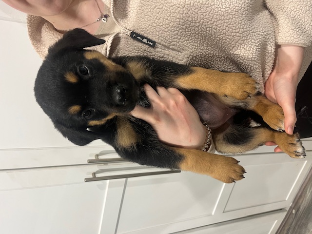 Dog Image