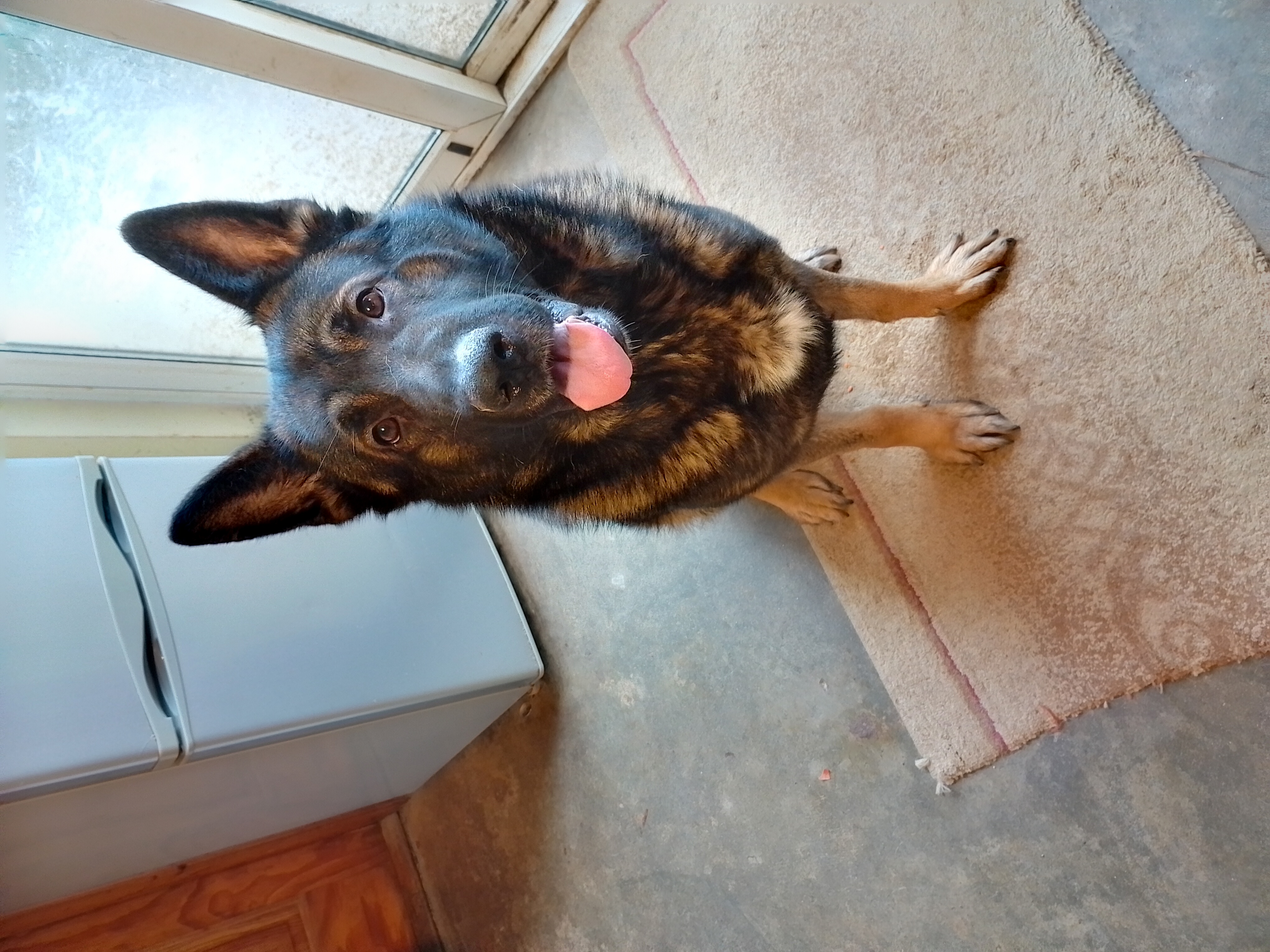 German Shepherd in Gorey - IKC Registered