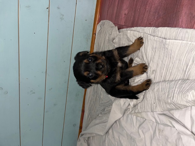 Dog Image
