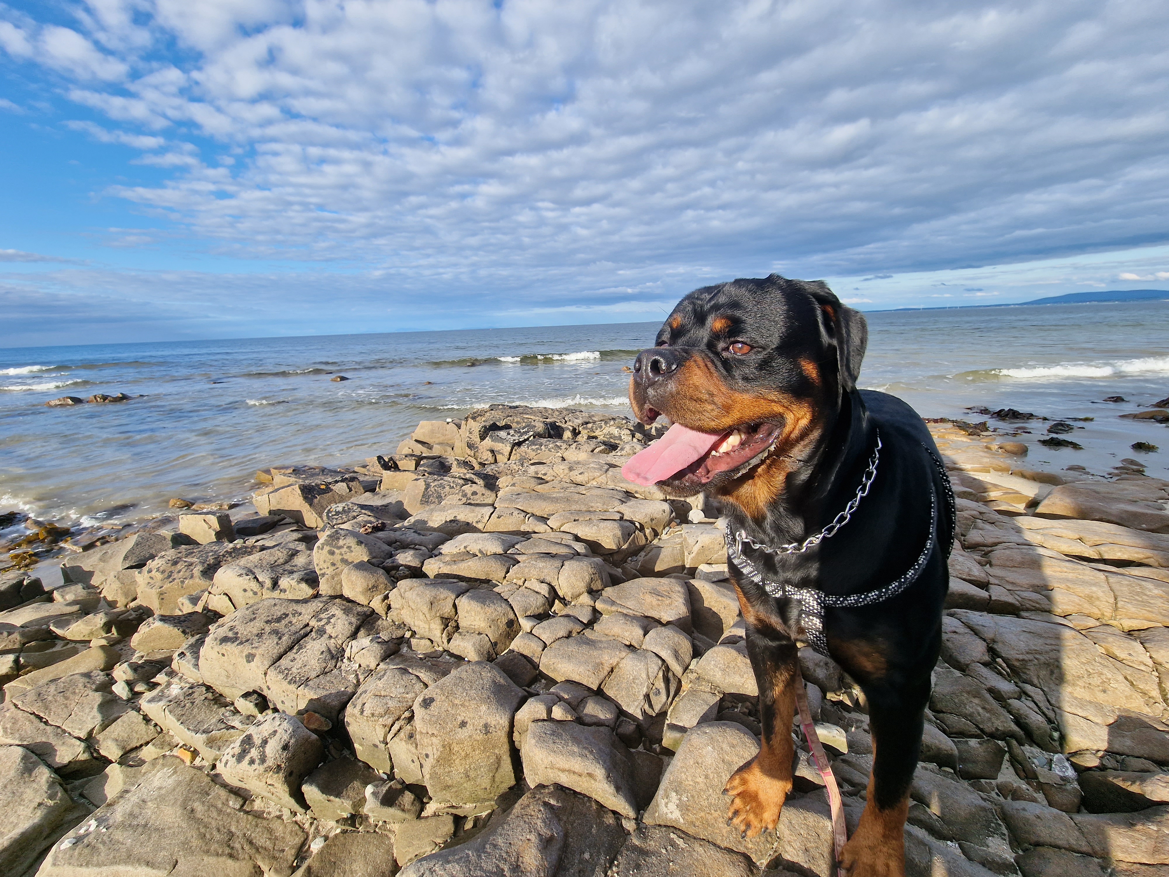 Dog Image