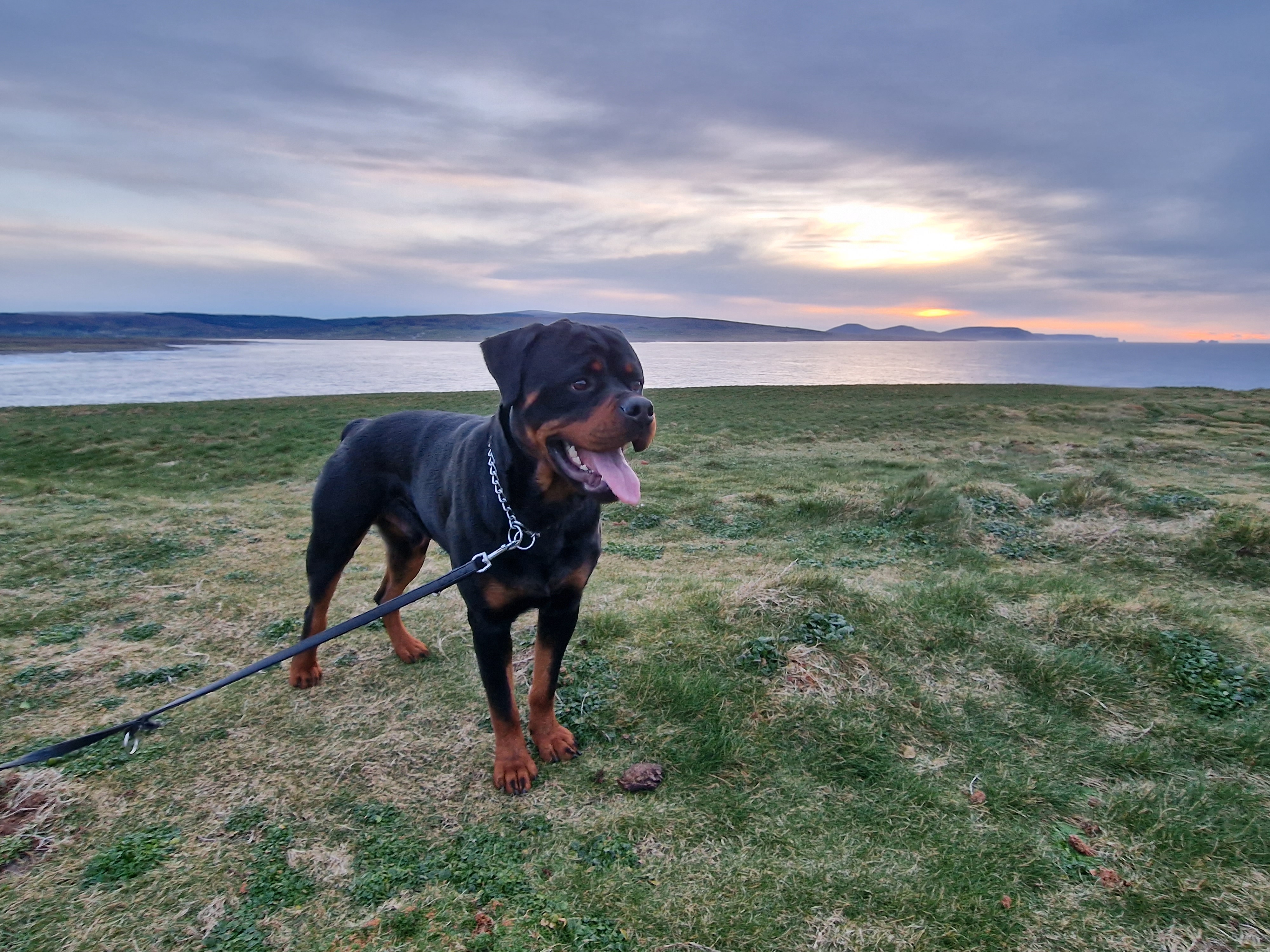 Rottweiler for Sale in Ballina � Loving Companion