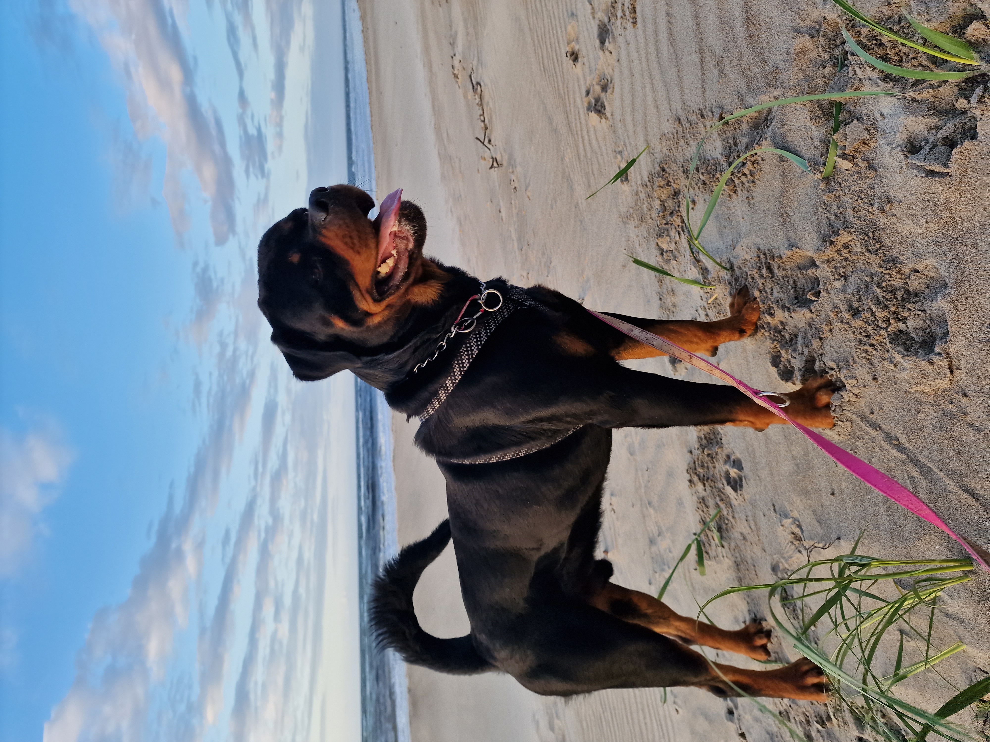 Dog Image