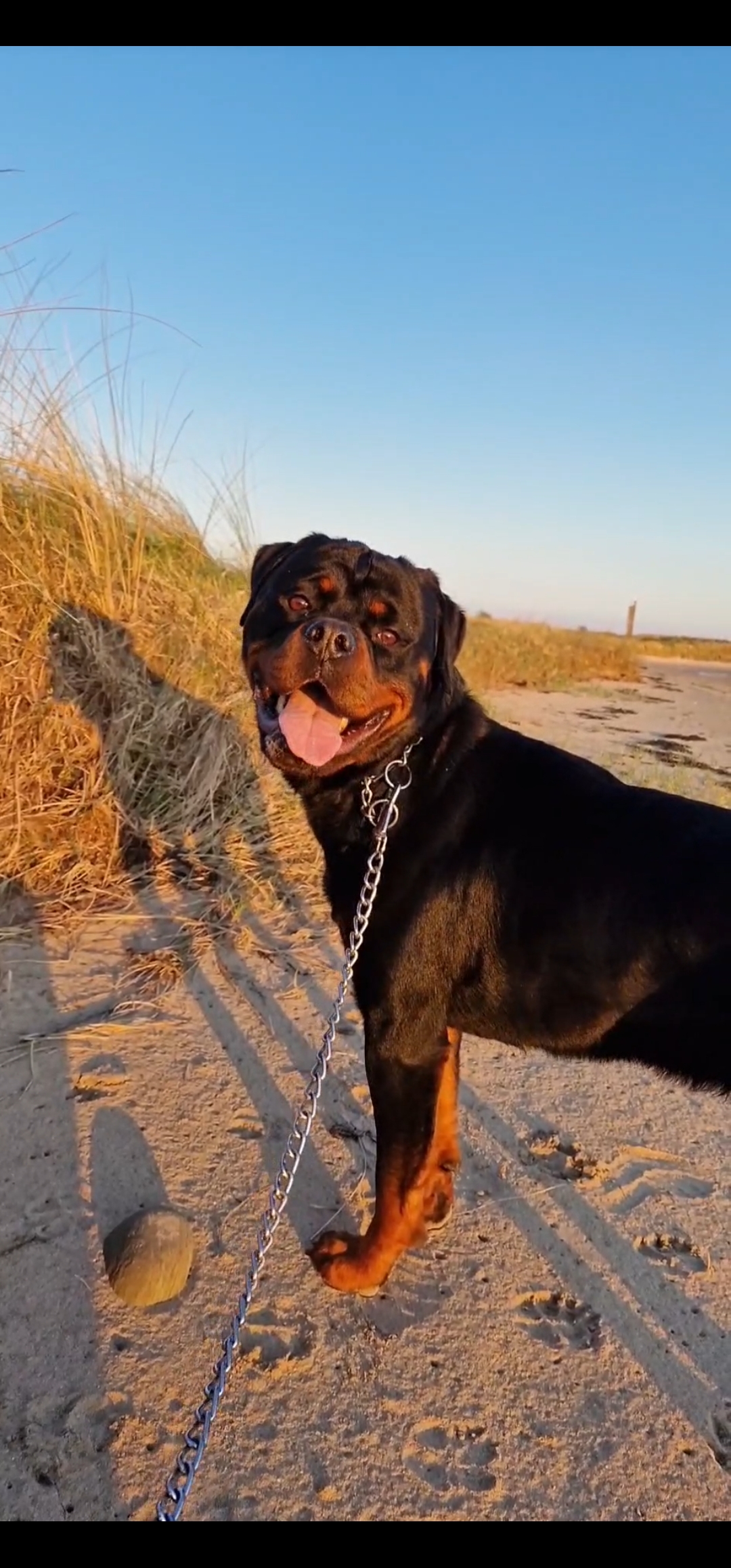 Dog Image