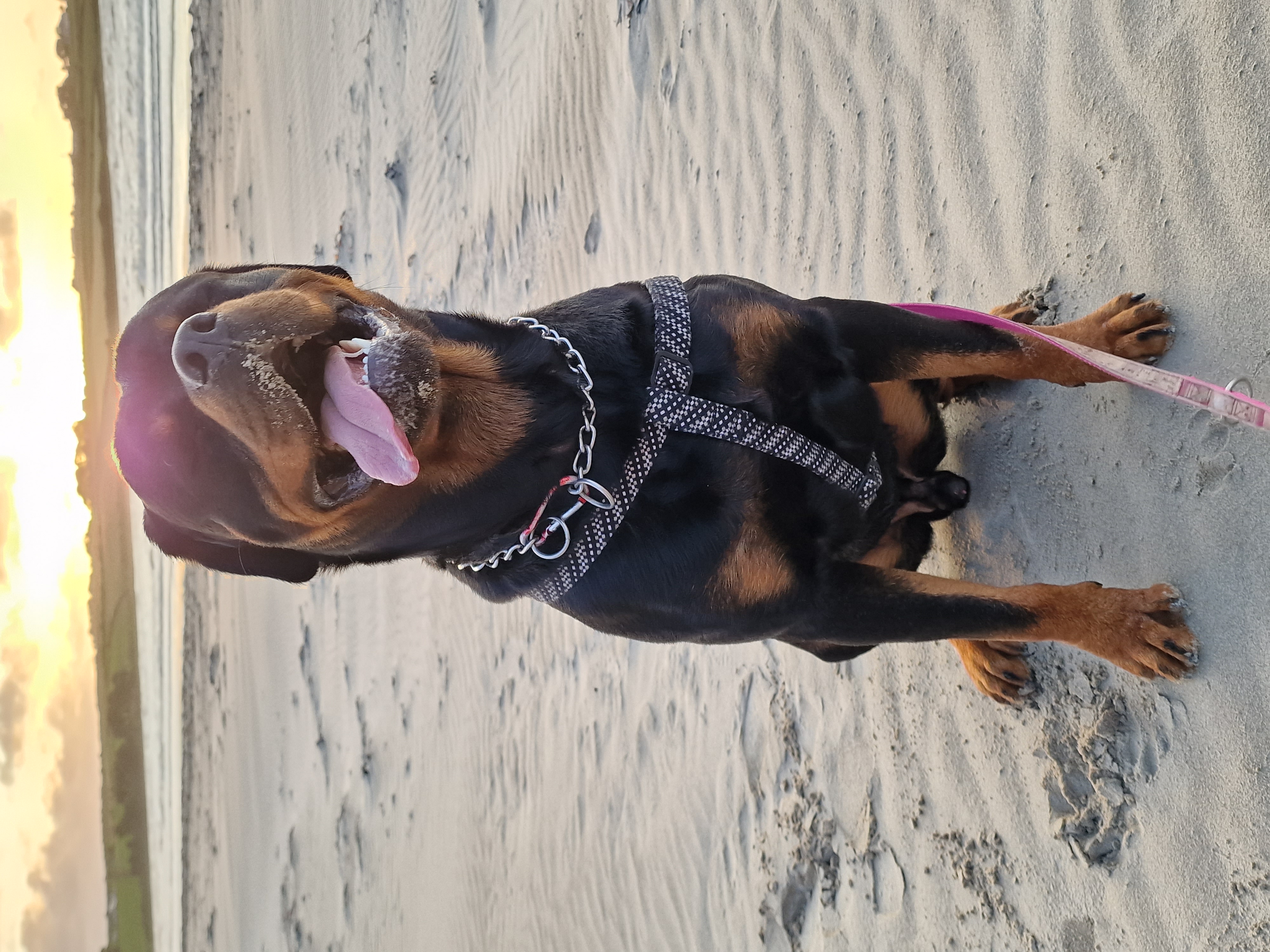 Dog Image