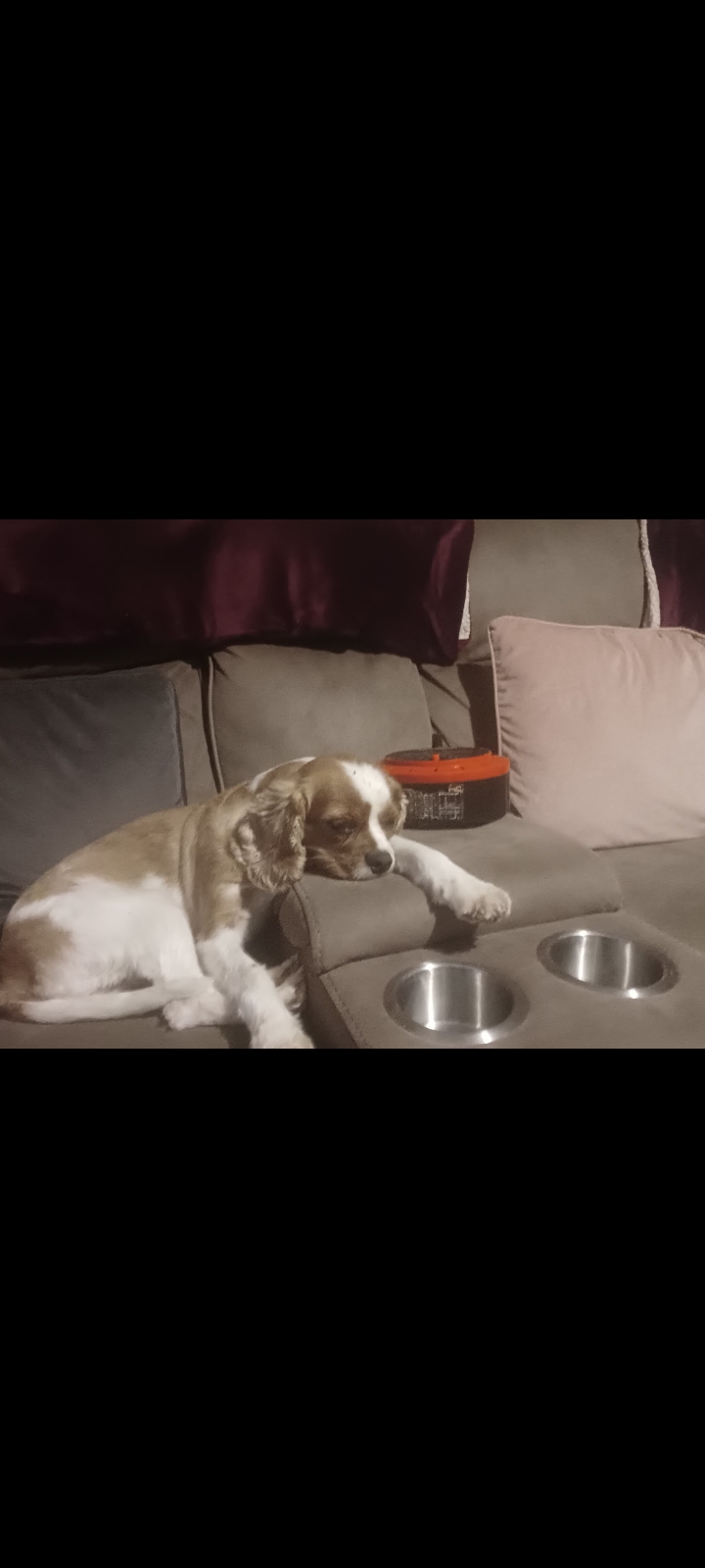 Dog Image