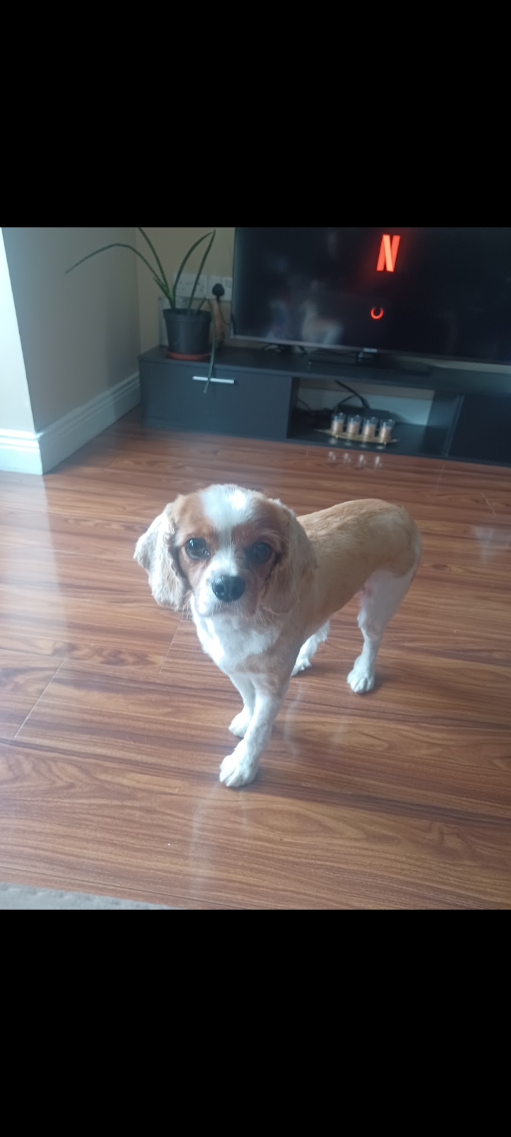 Dog Image