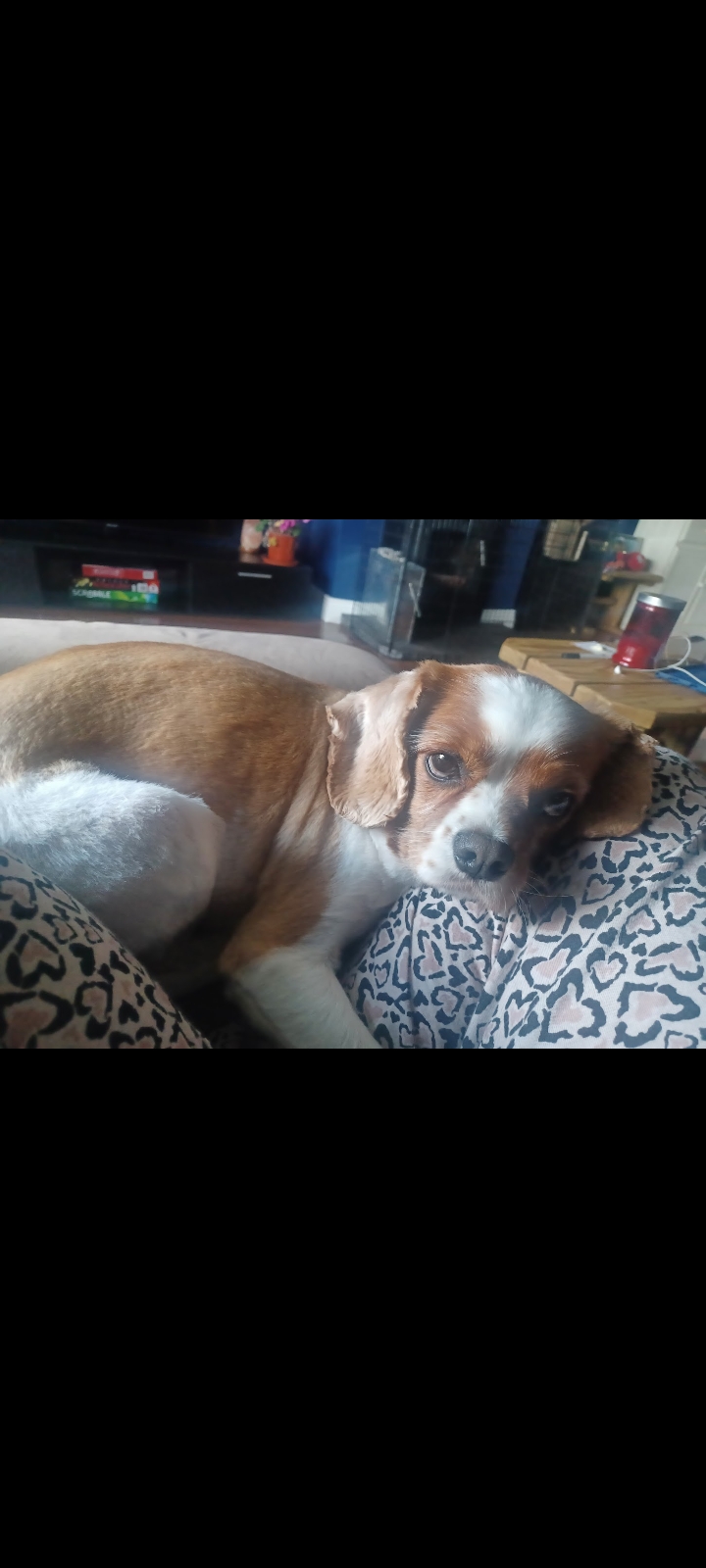Dog Image