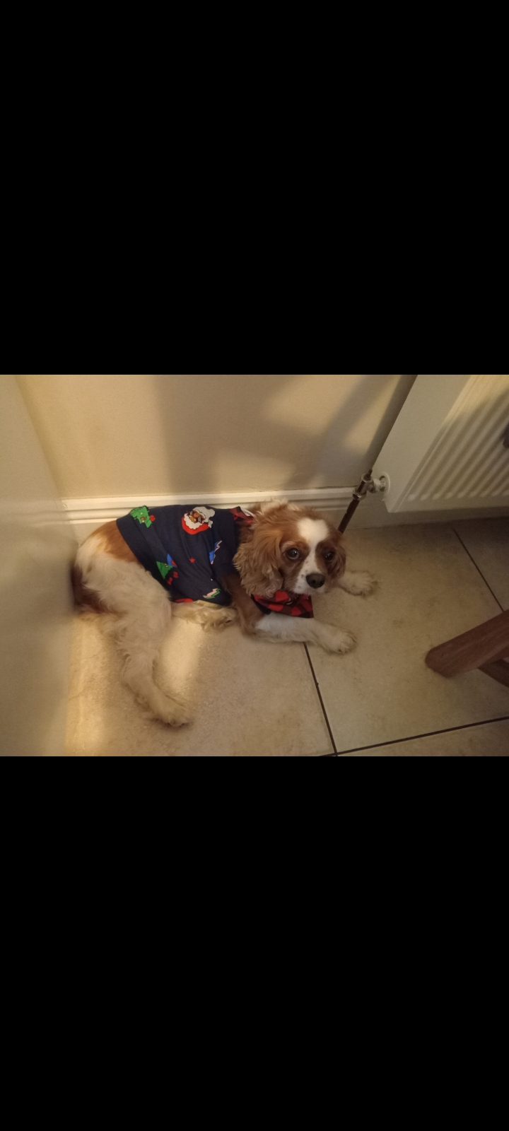 Dog Image