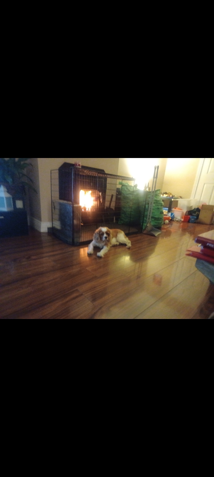 Dog Image