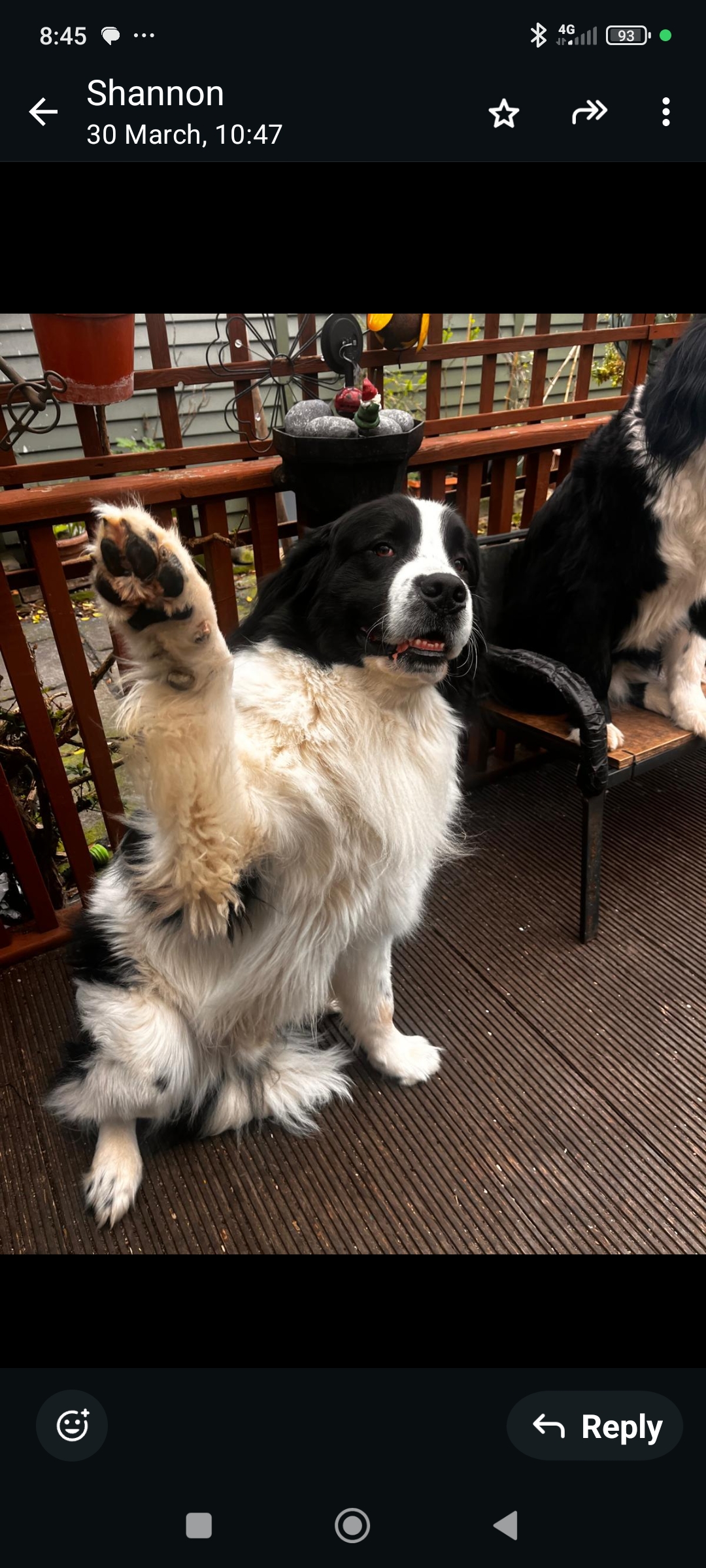 Stud dog