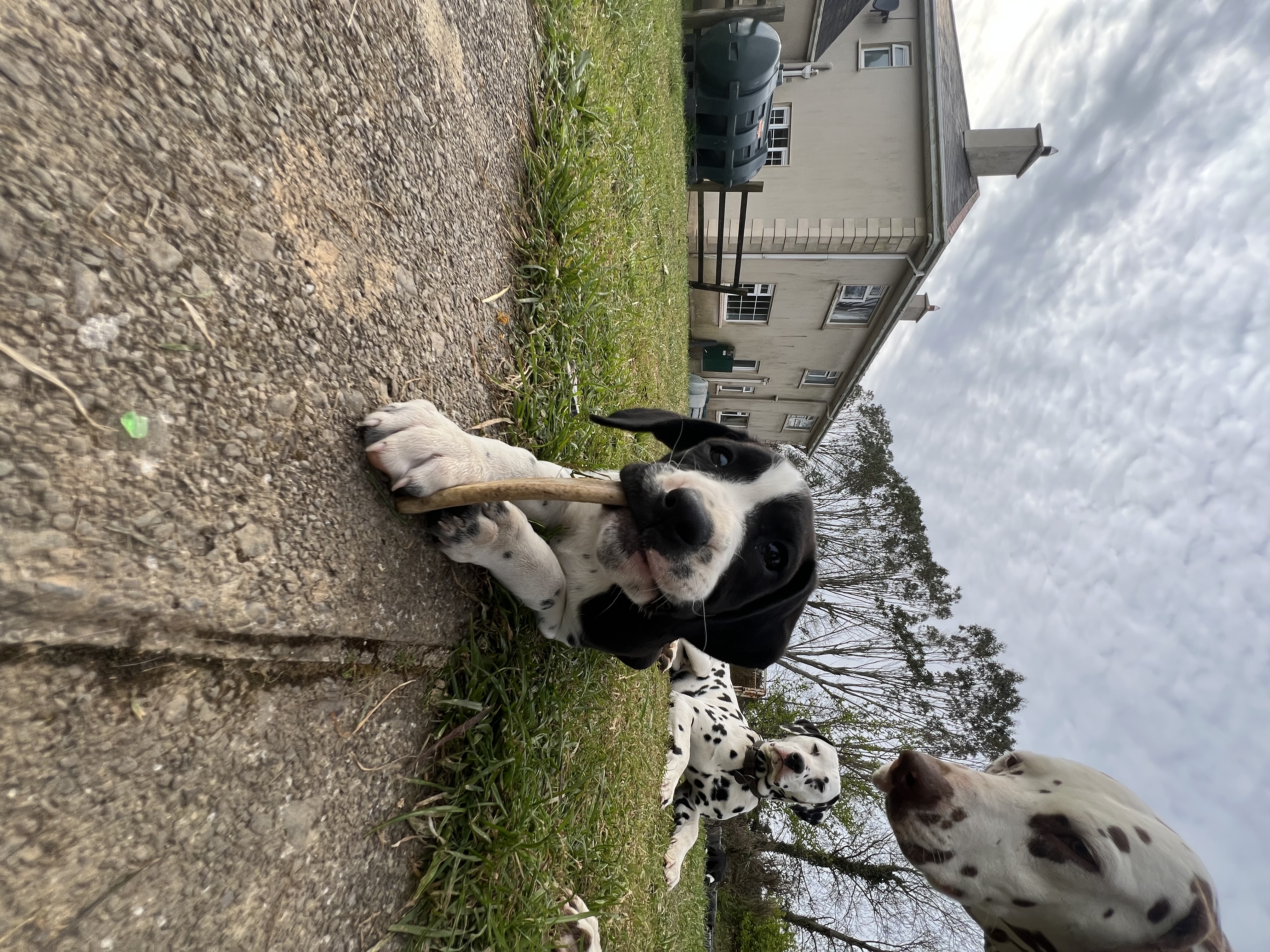 Boxer / Dalmation