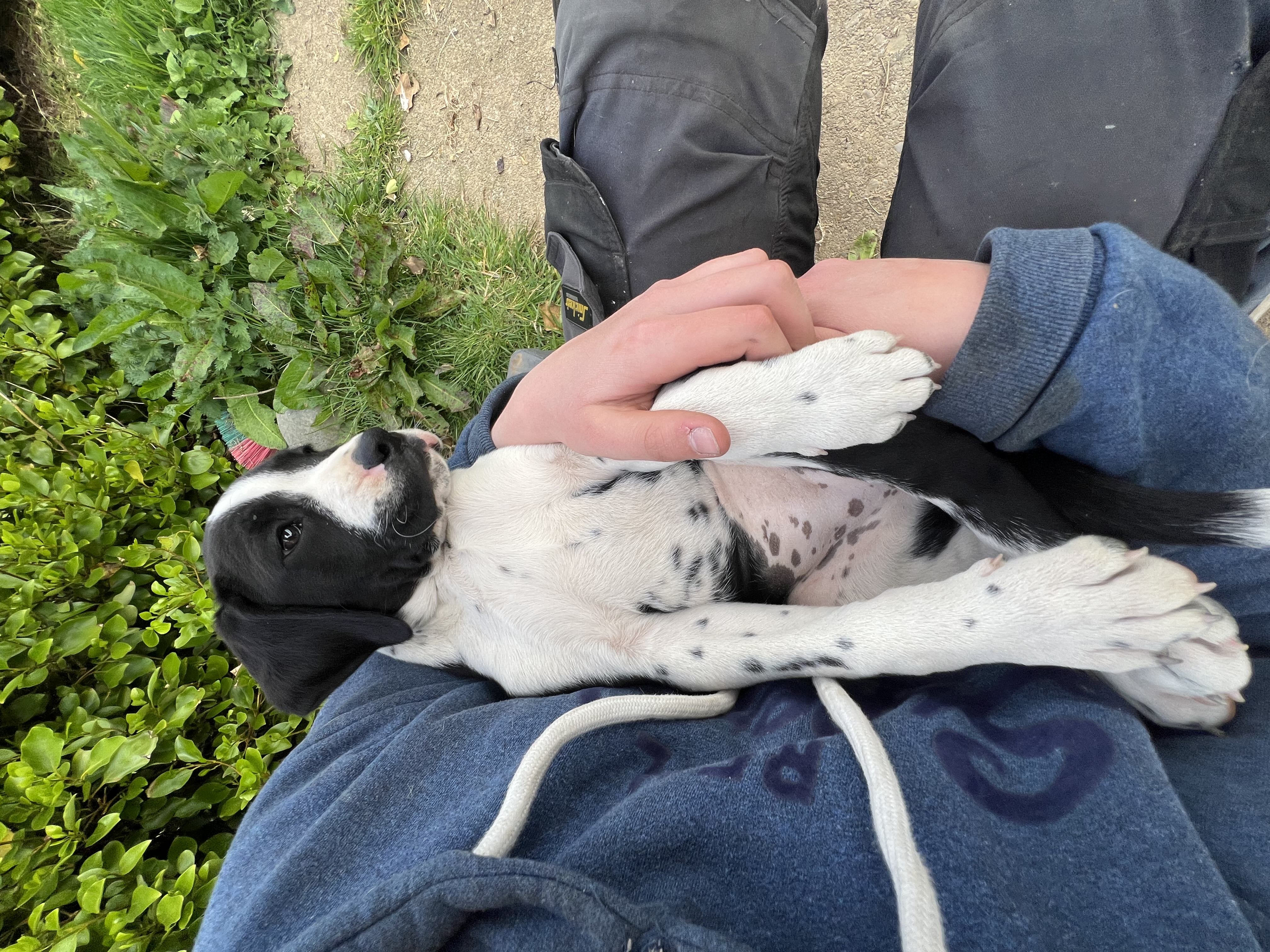 Dog Image