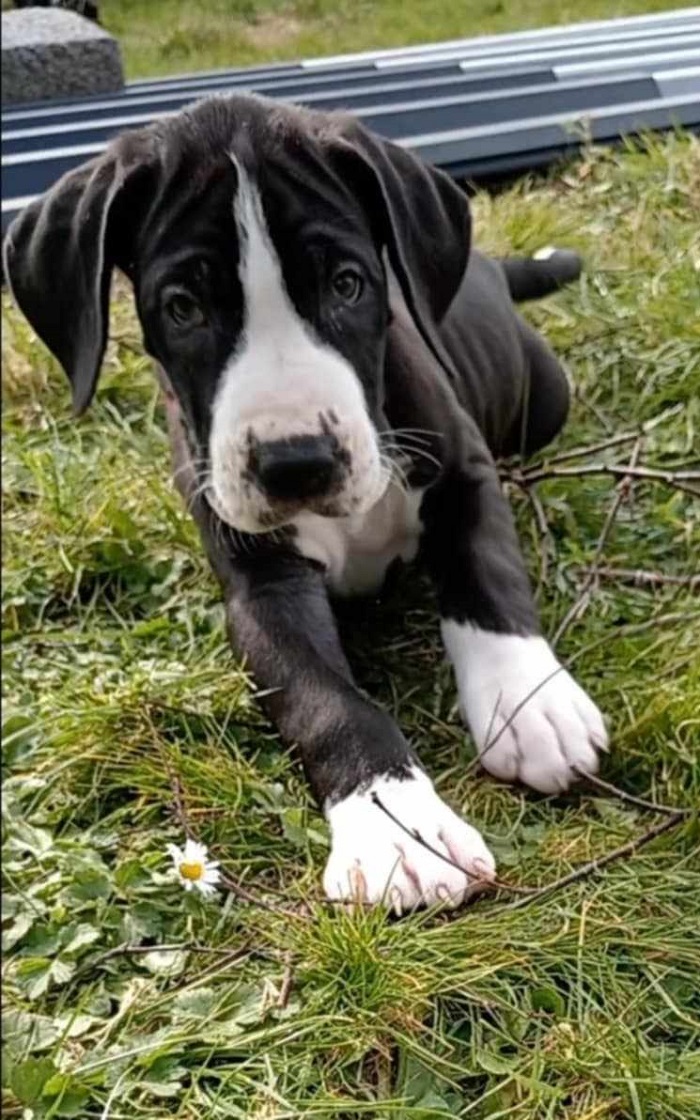 Dog Image