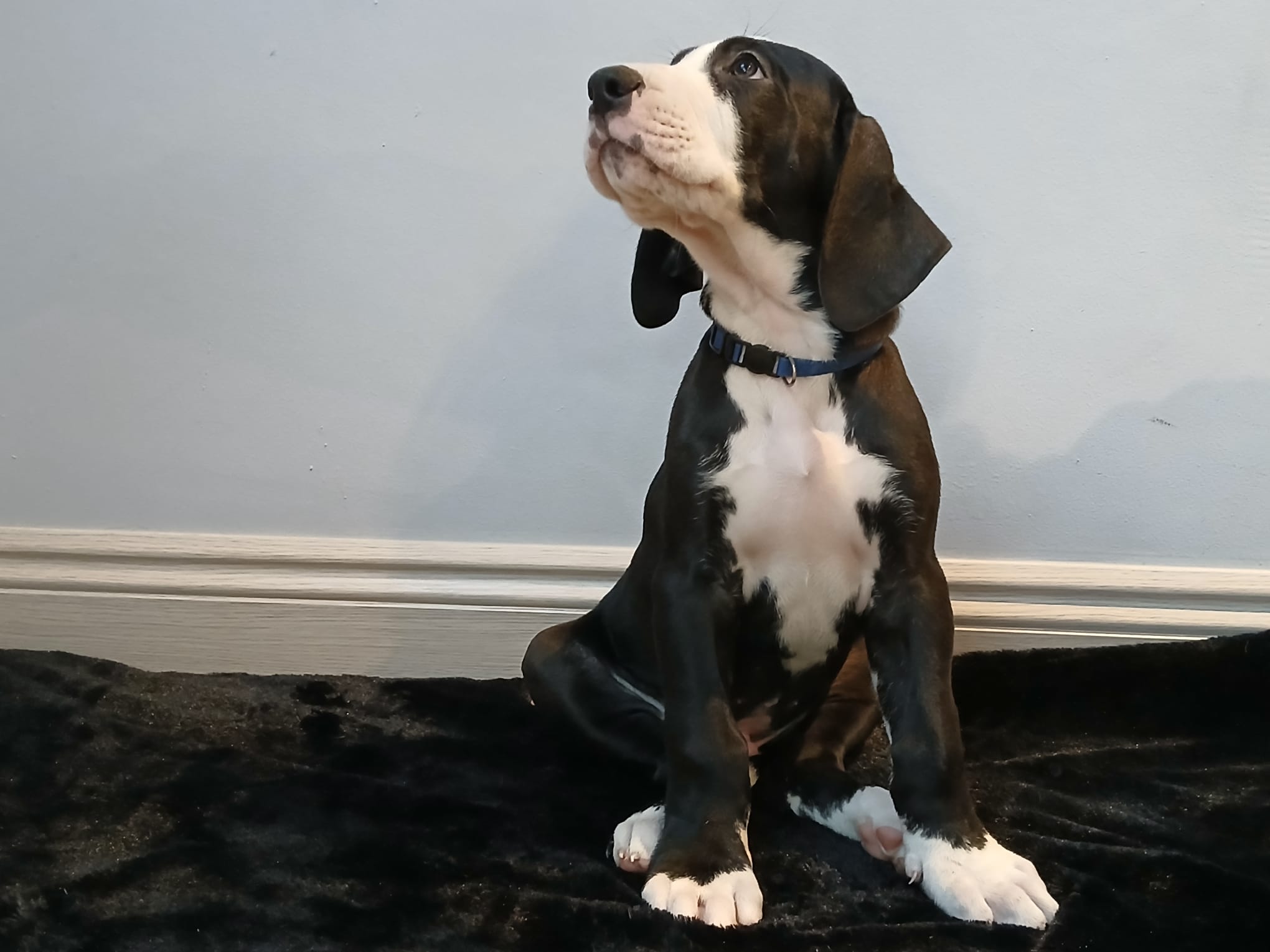 Dog Image