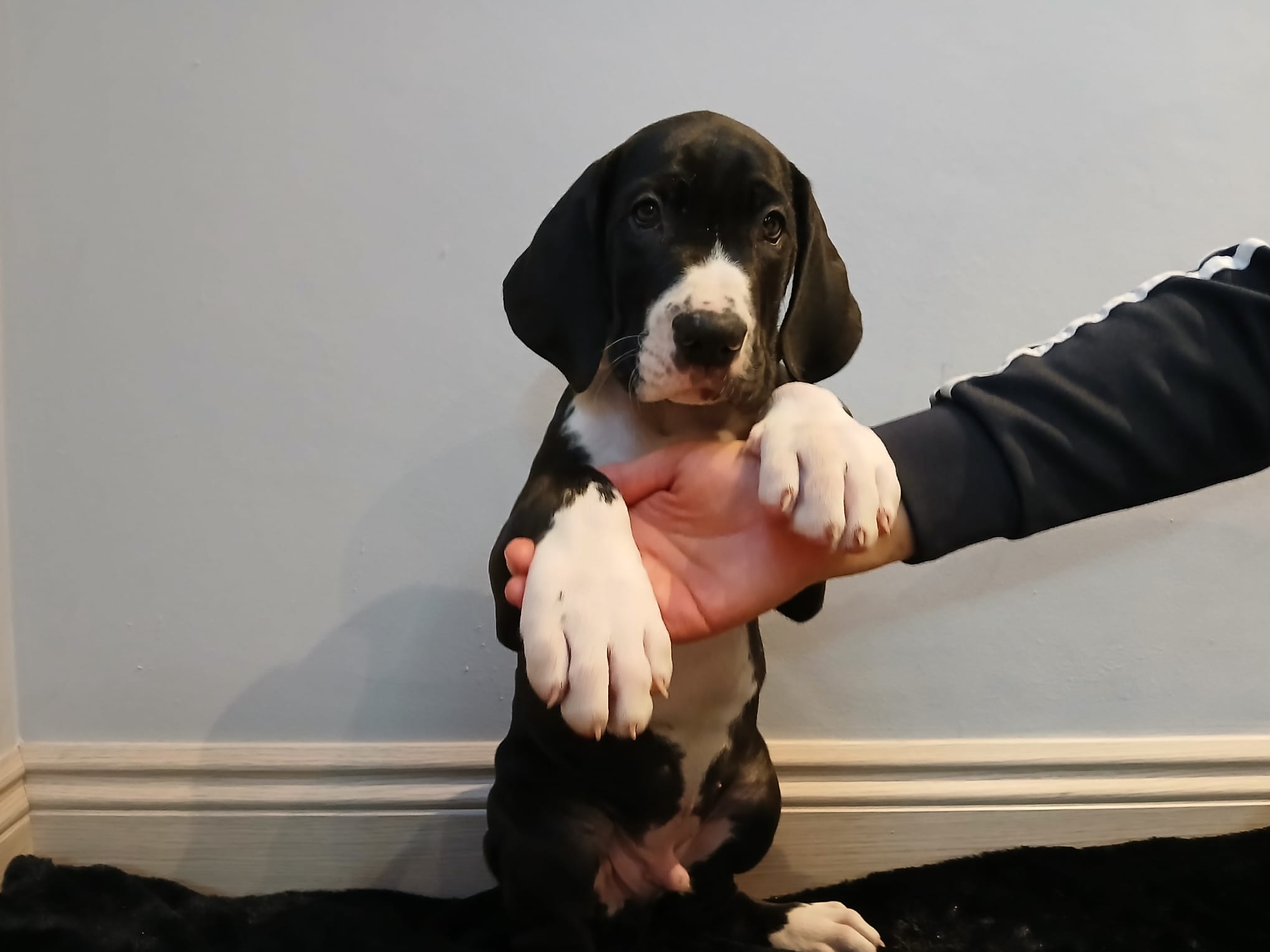 Dog Image