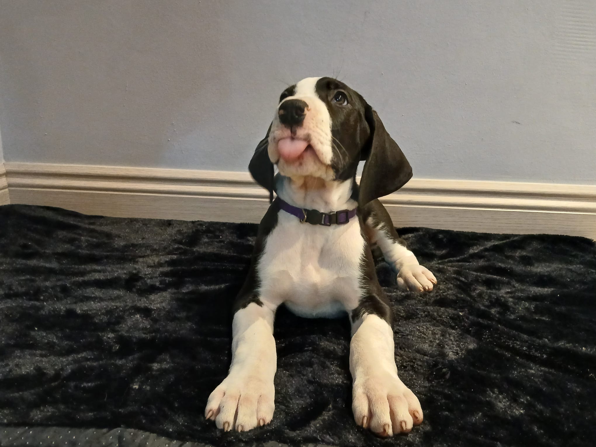 Dog Image