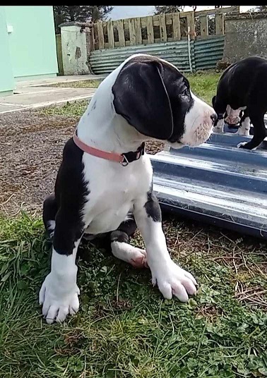 Dog Image