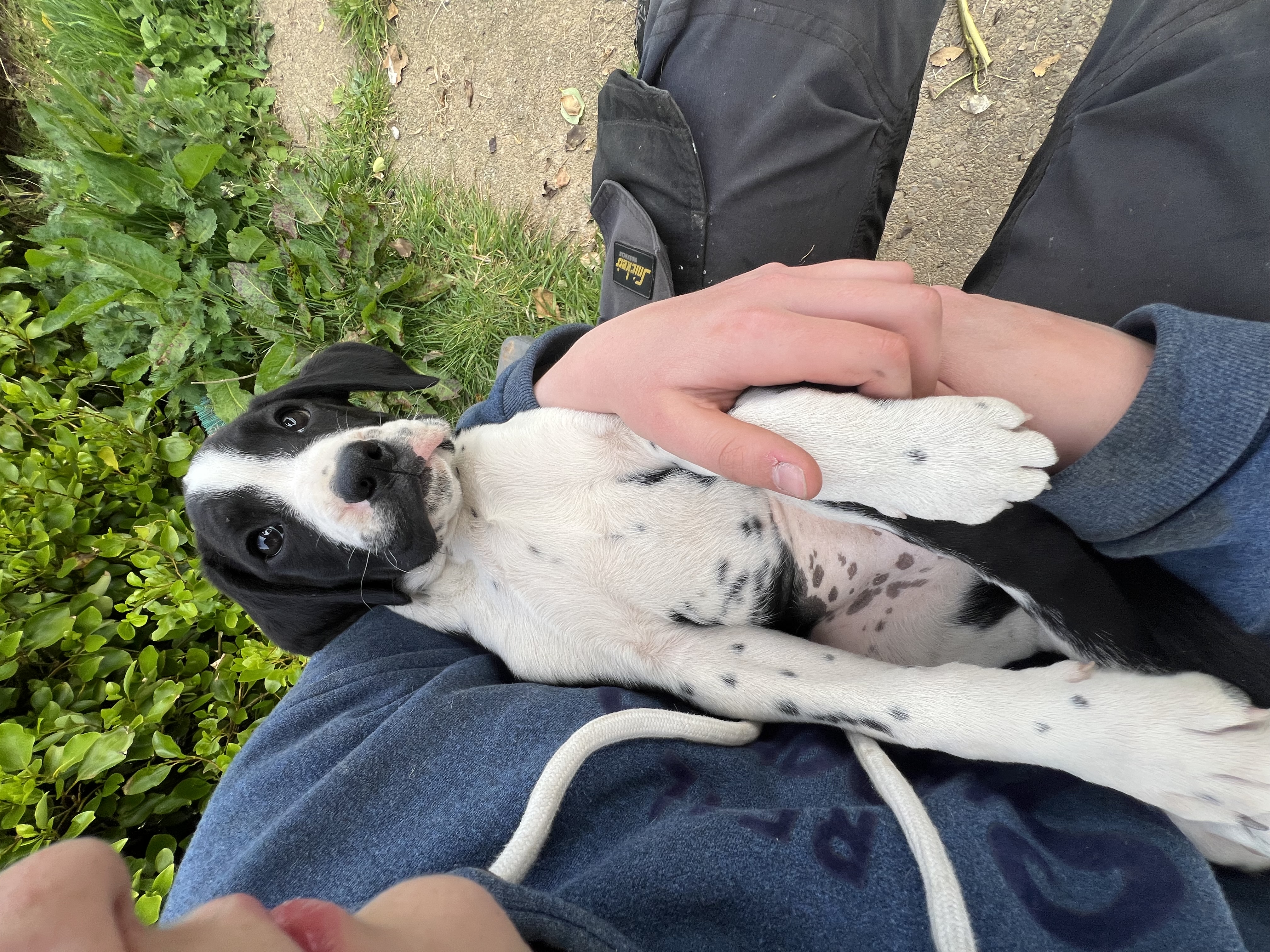 Dog Image