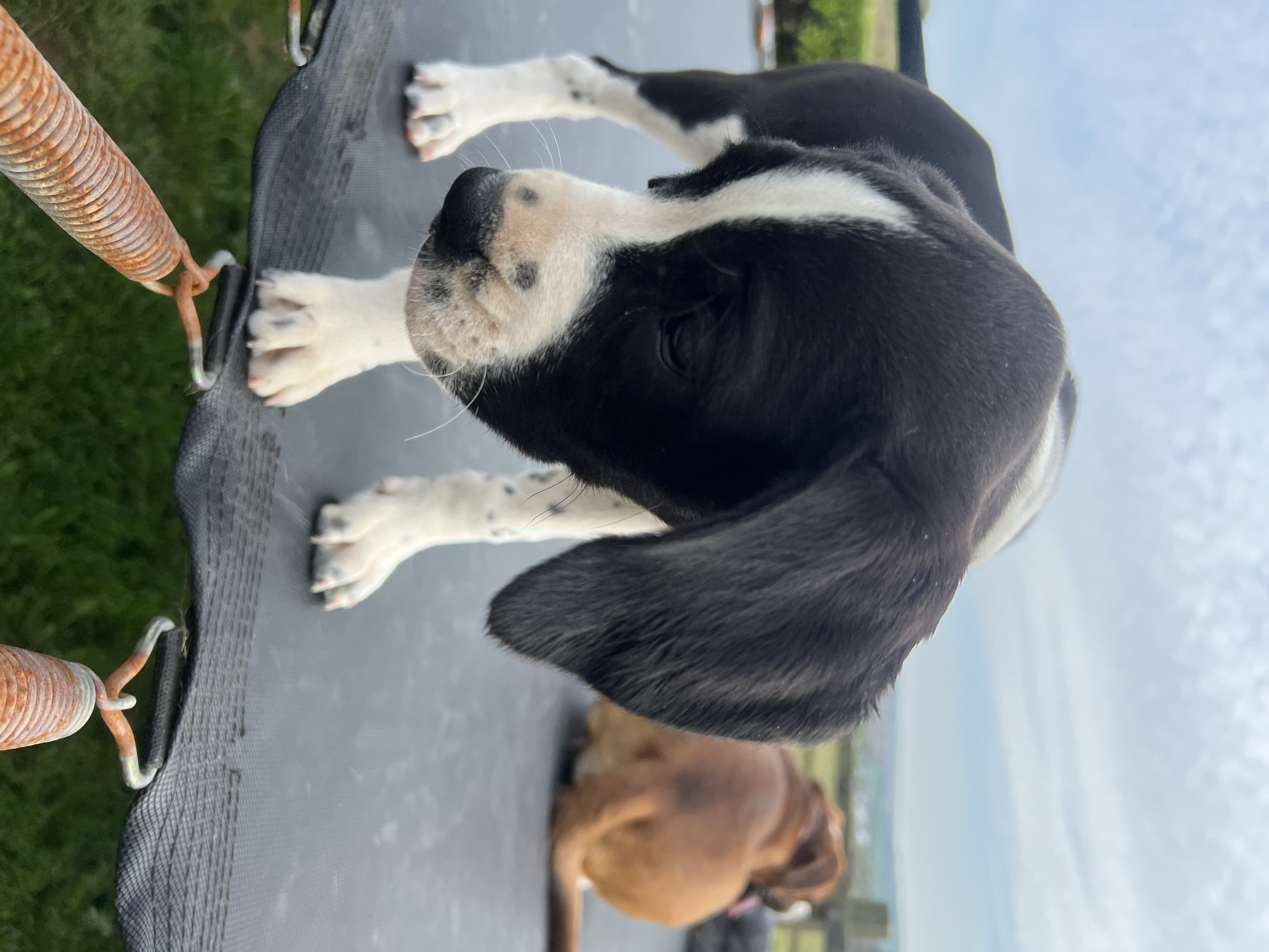Dog Image