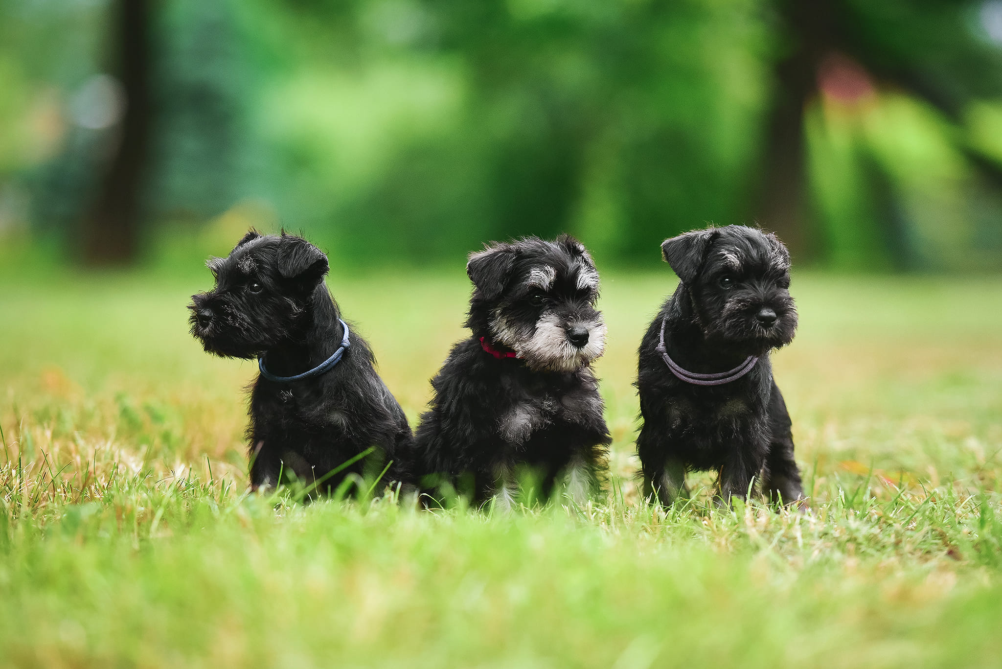Adorable Schnauzer Puppy Seeking Loving Irish Home