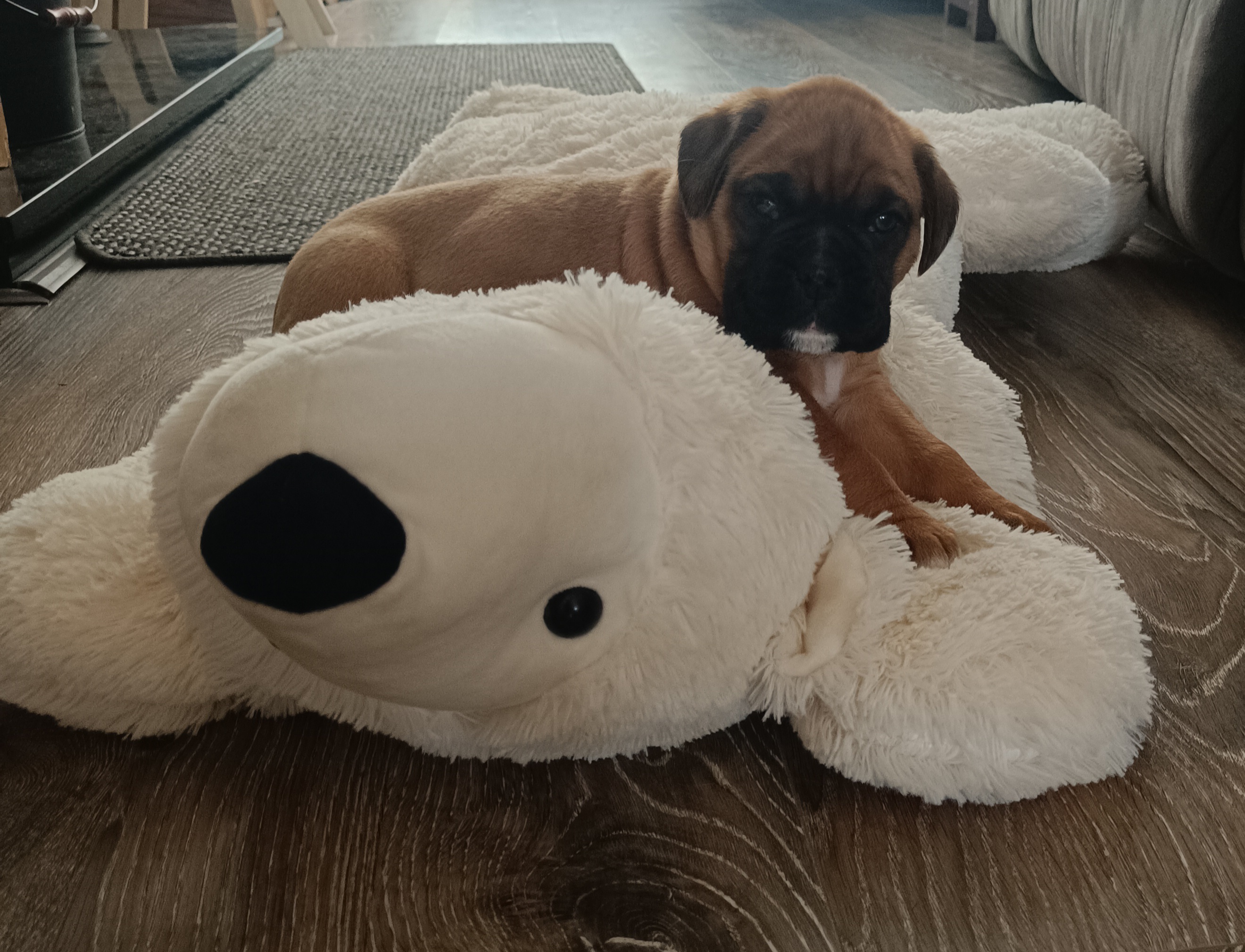 Dog Image
