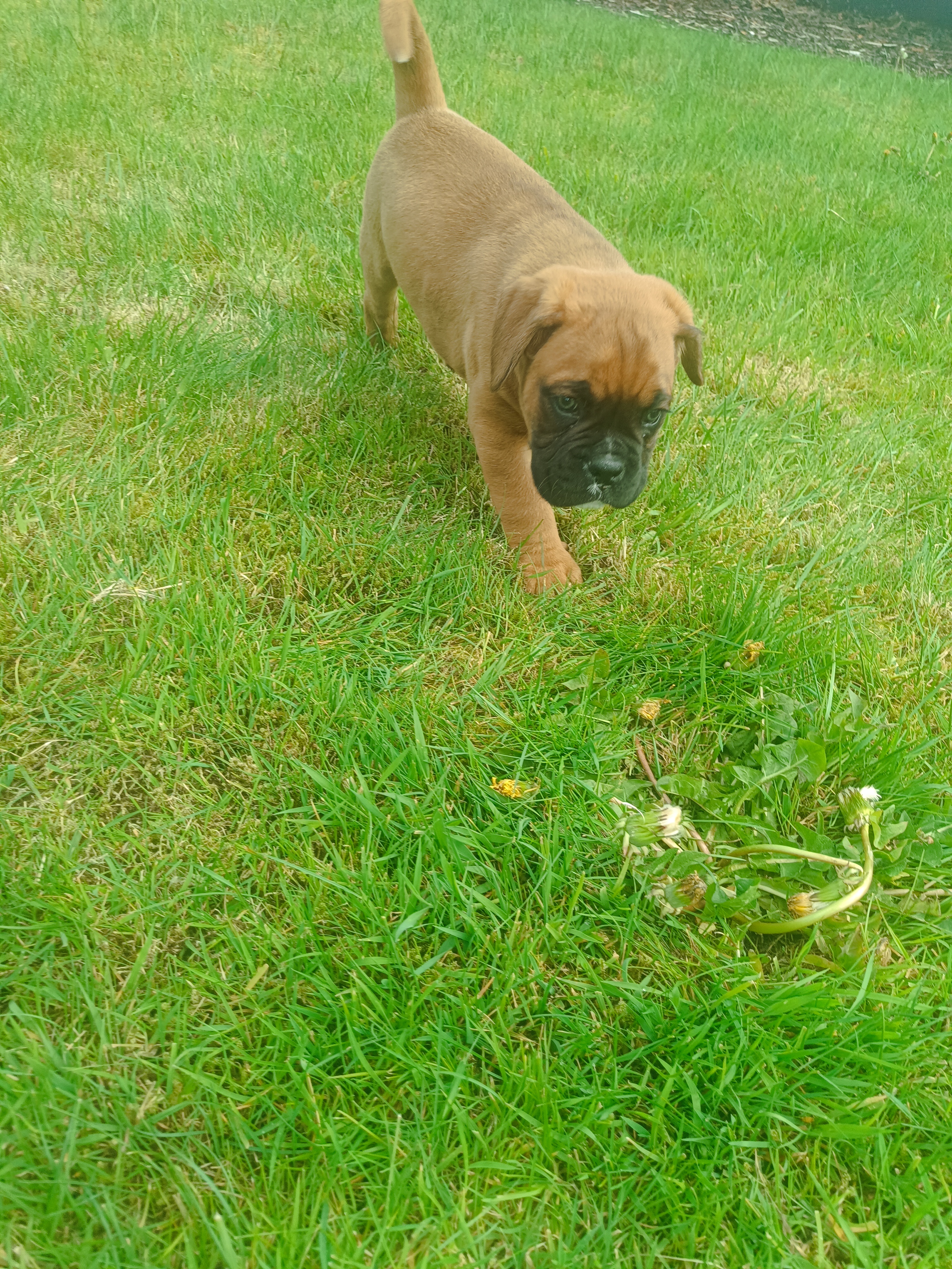 Boxer Pup