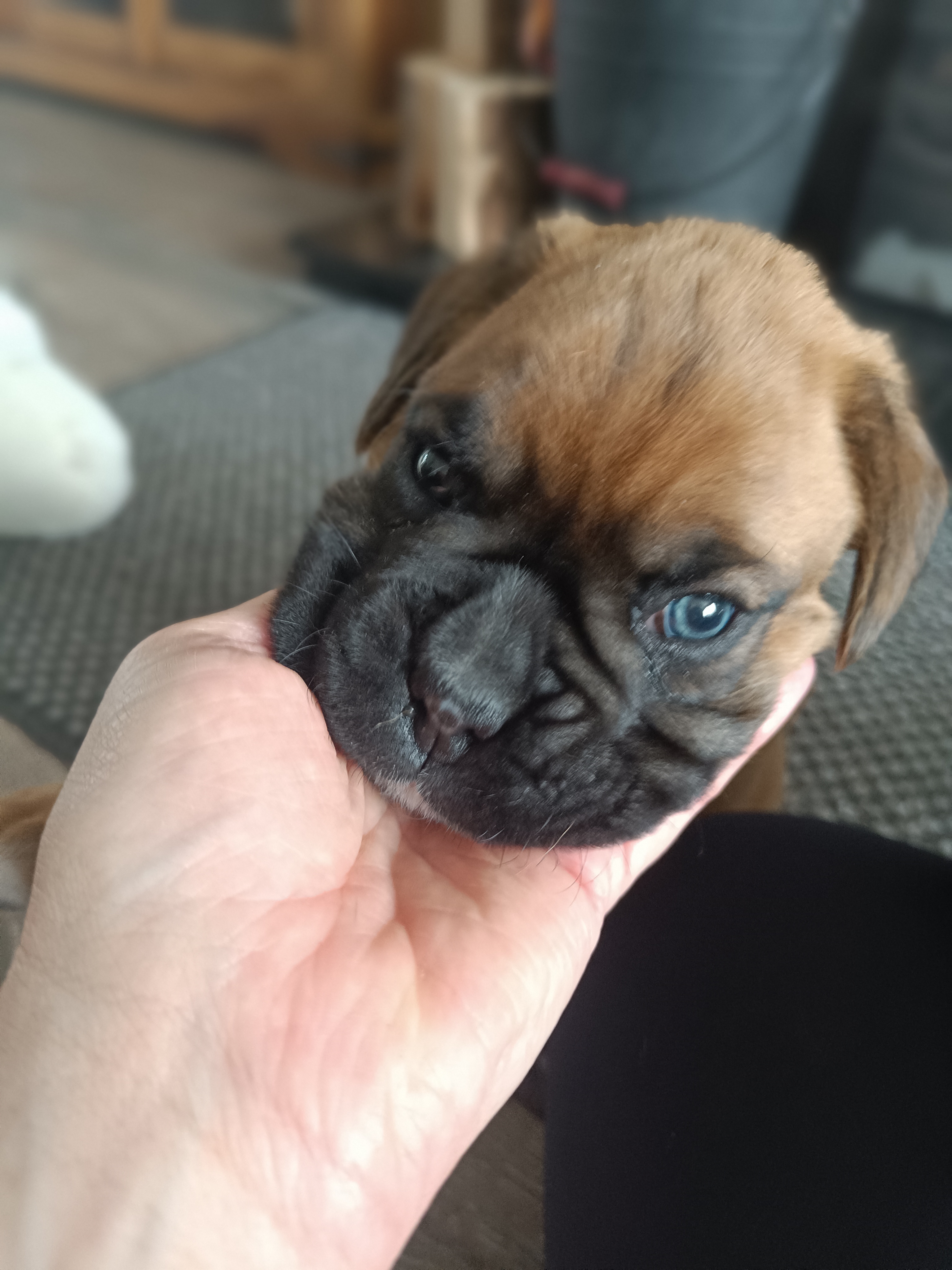 Dog Image