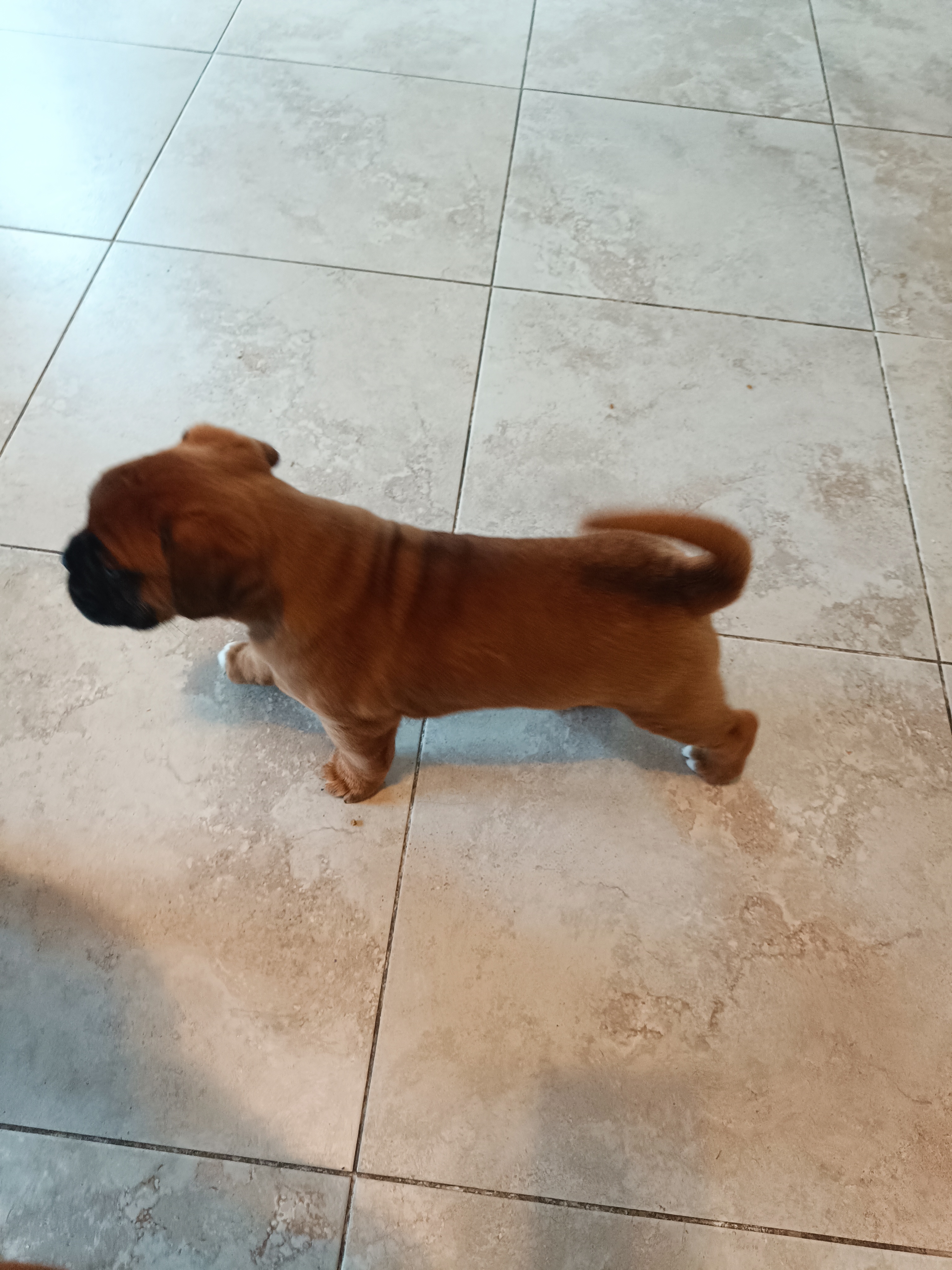 Dog Image