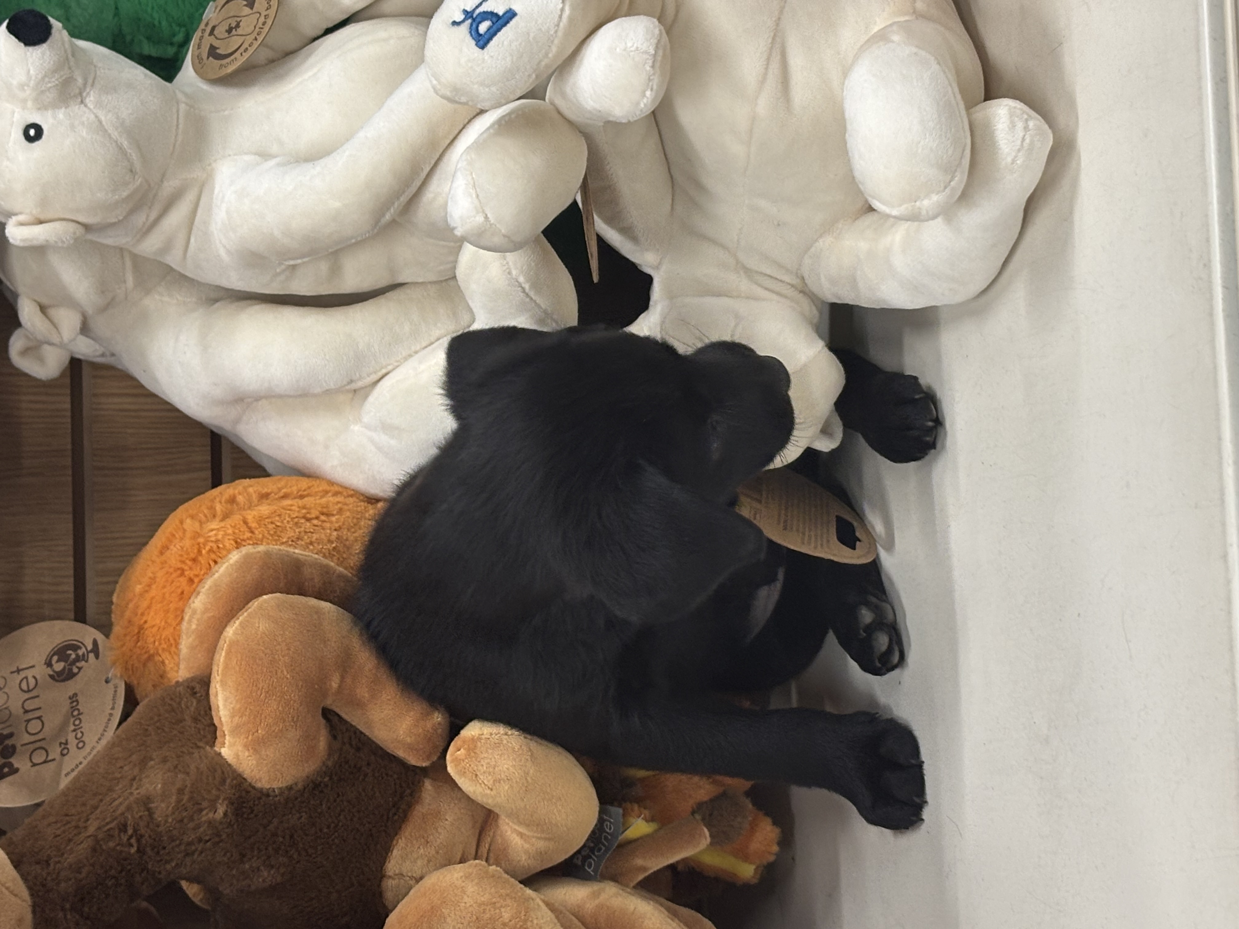 Dog Image