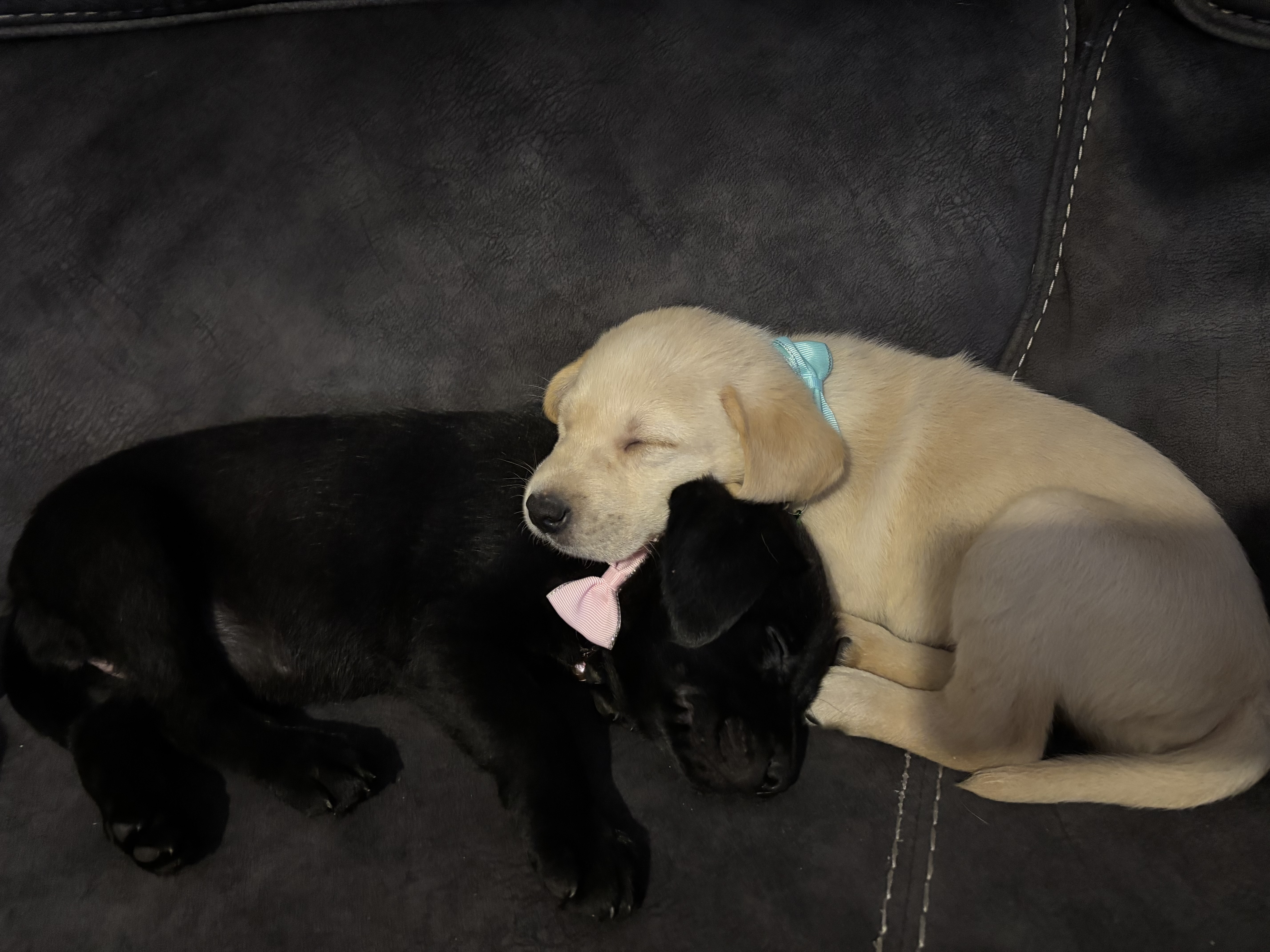 Dog Image