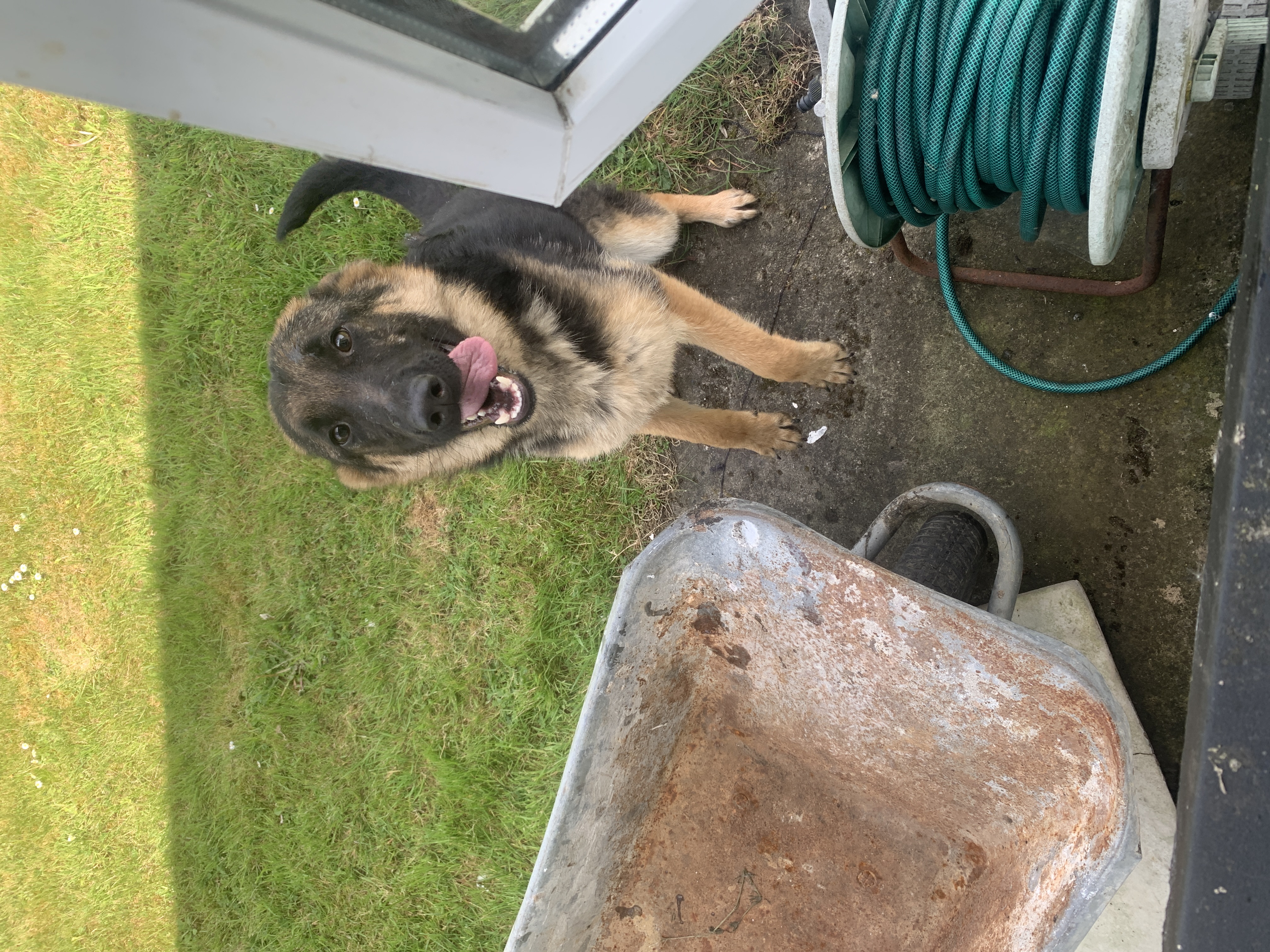 German shepherd
