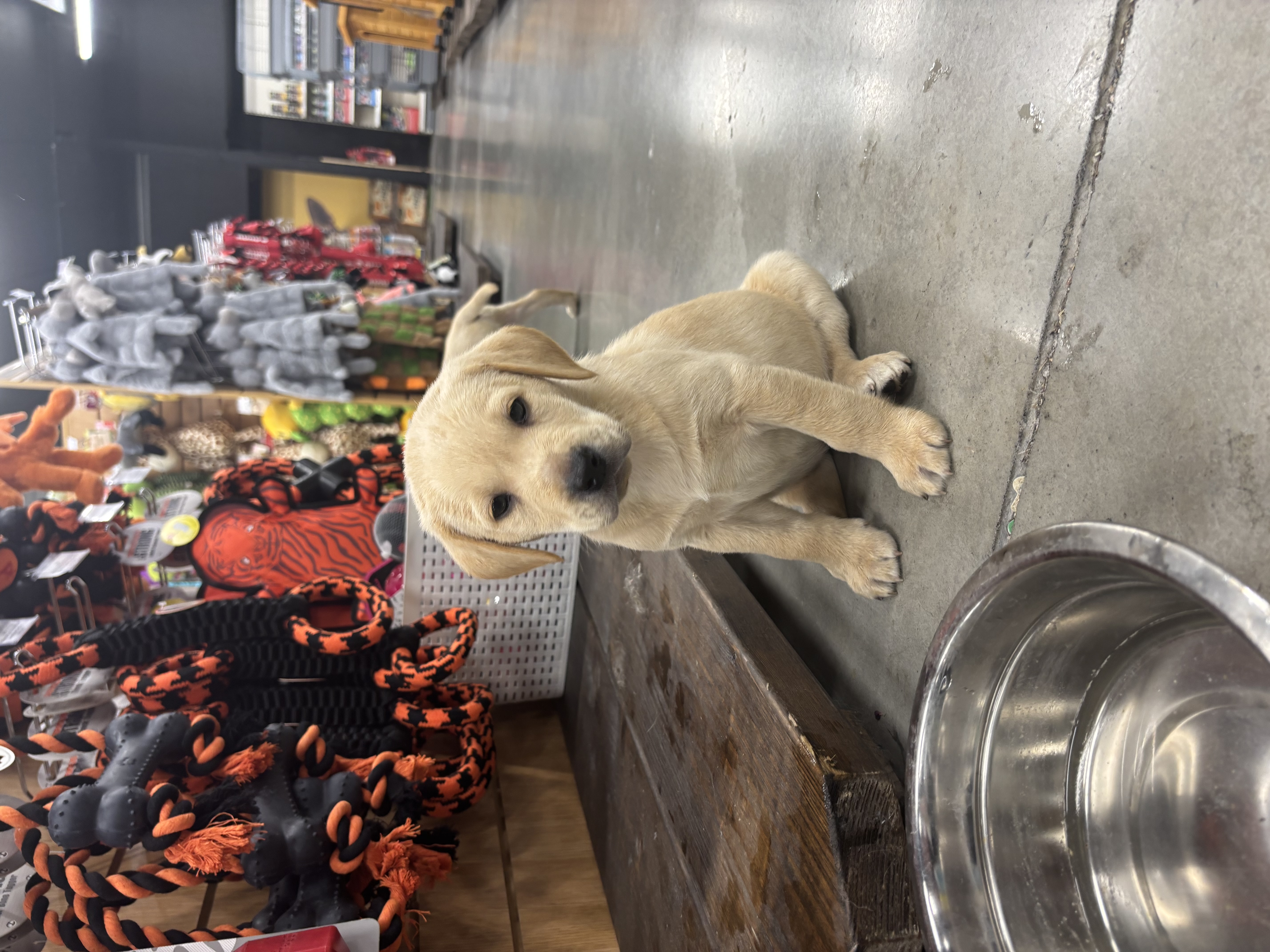 Little Lab puppies