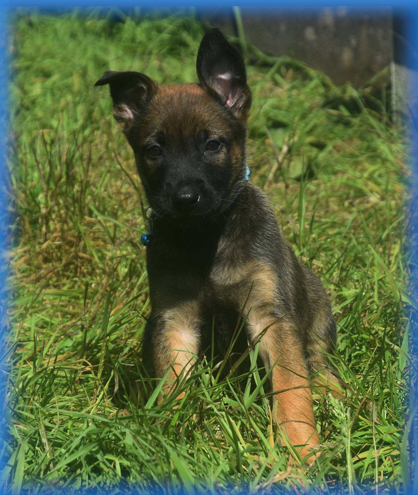Dog Image