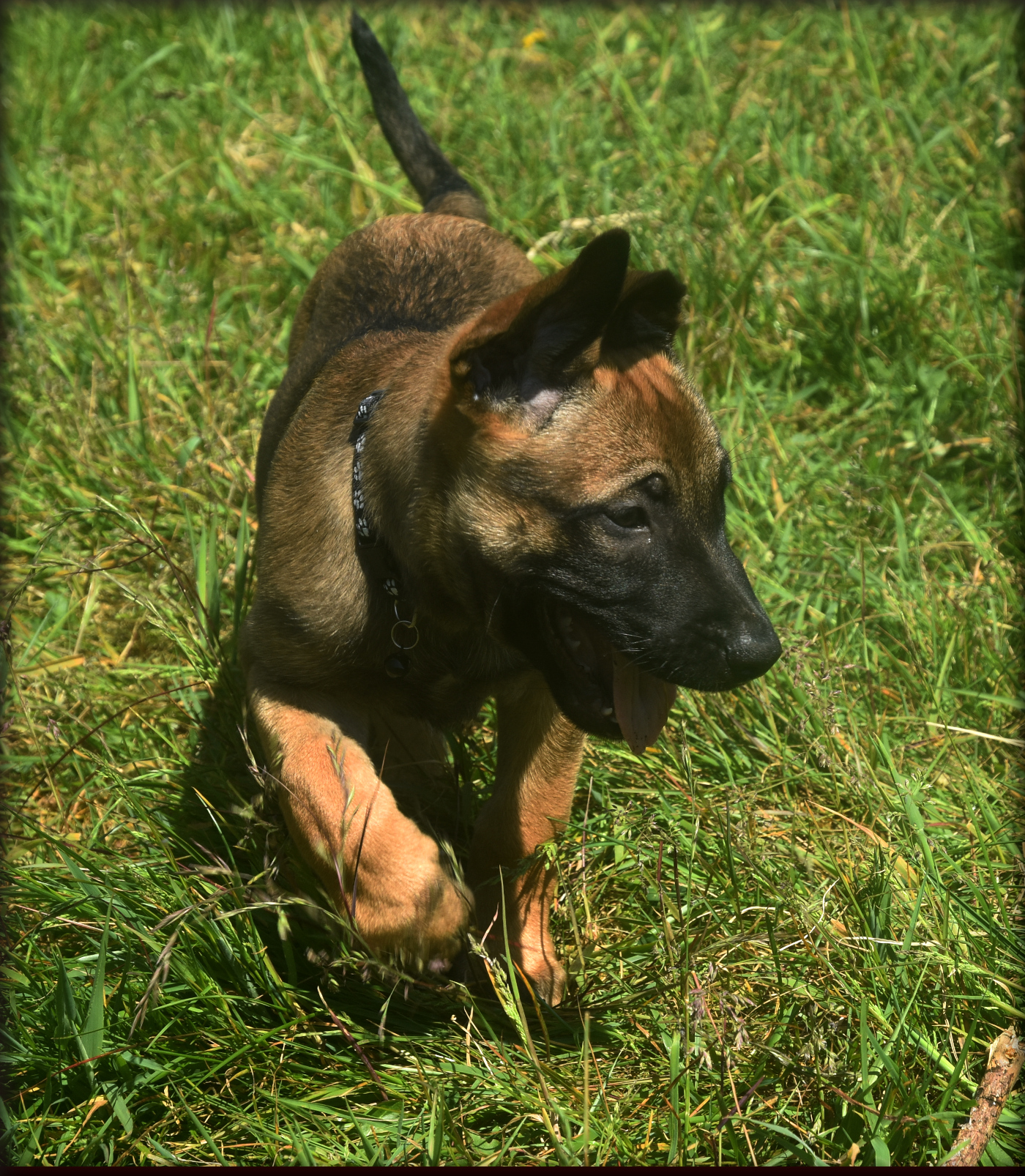 beautiful and unique puppies belgian malinois