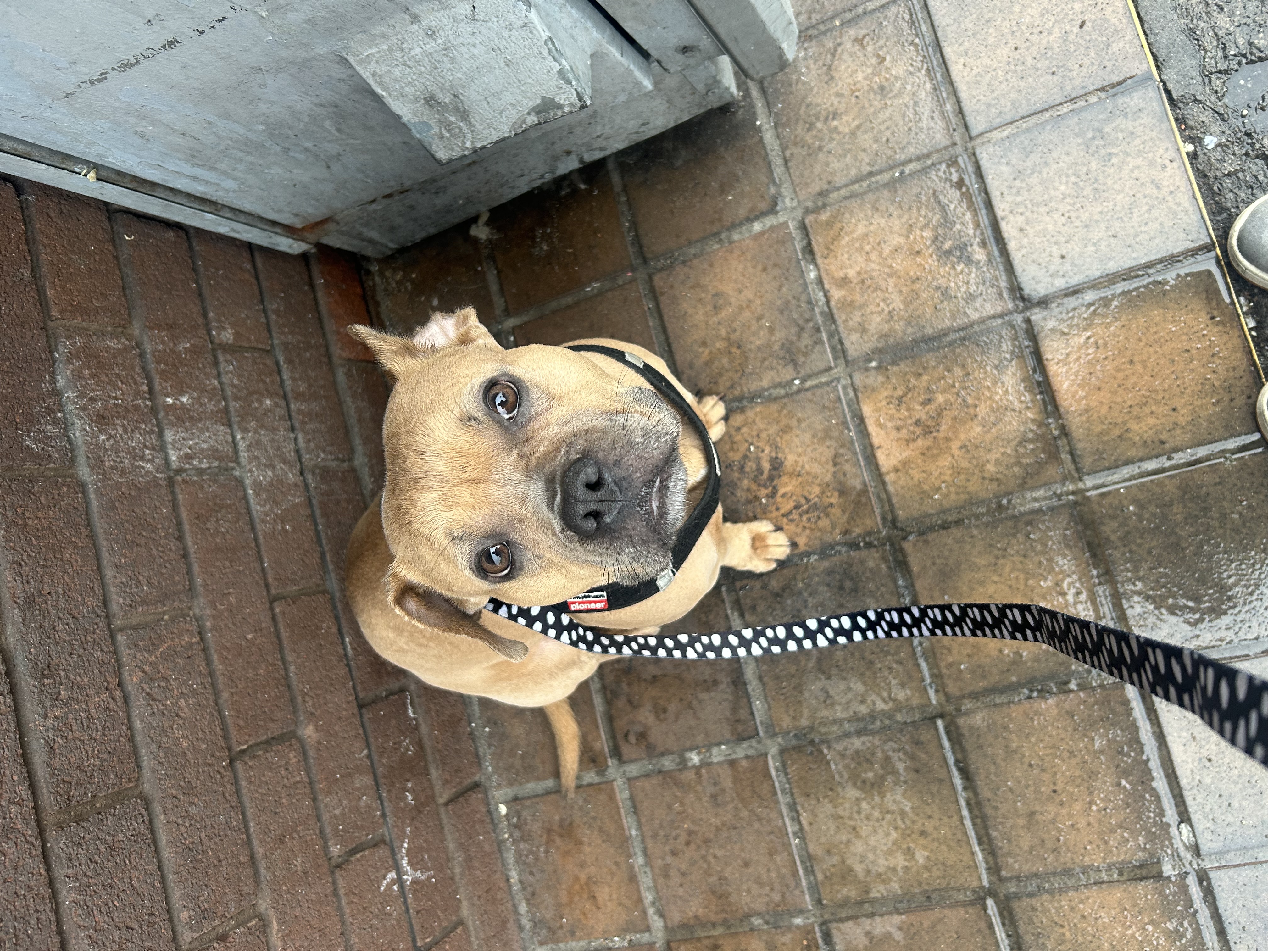 Dog Image