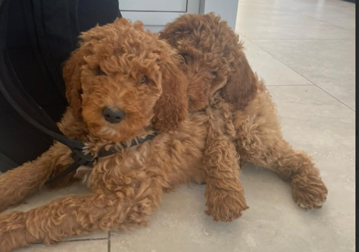 Non Shedding hypoallergenic standard red Poodle