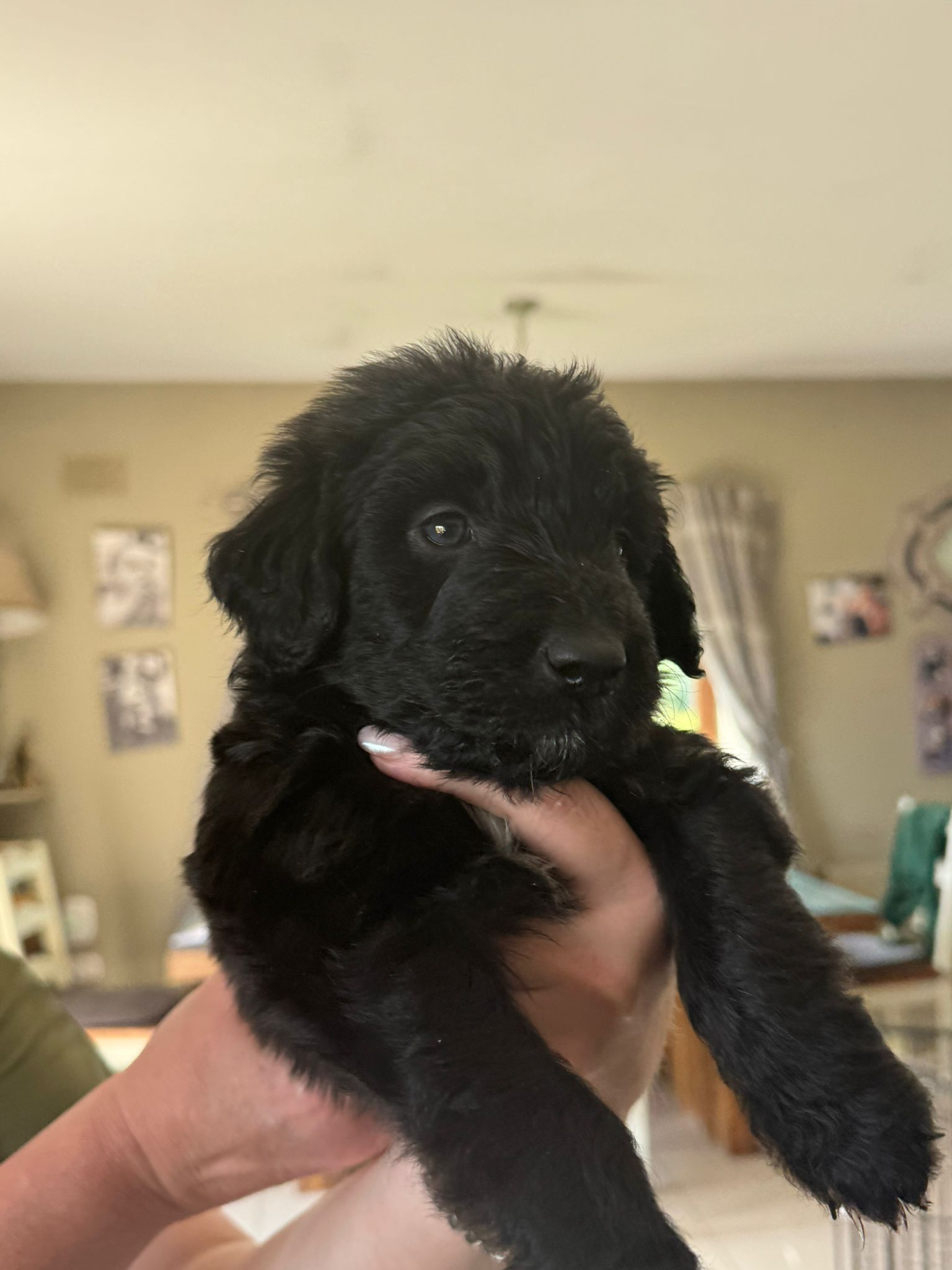 Dog Image