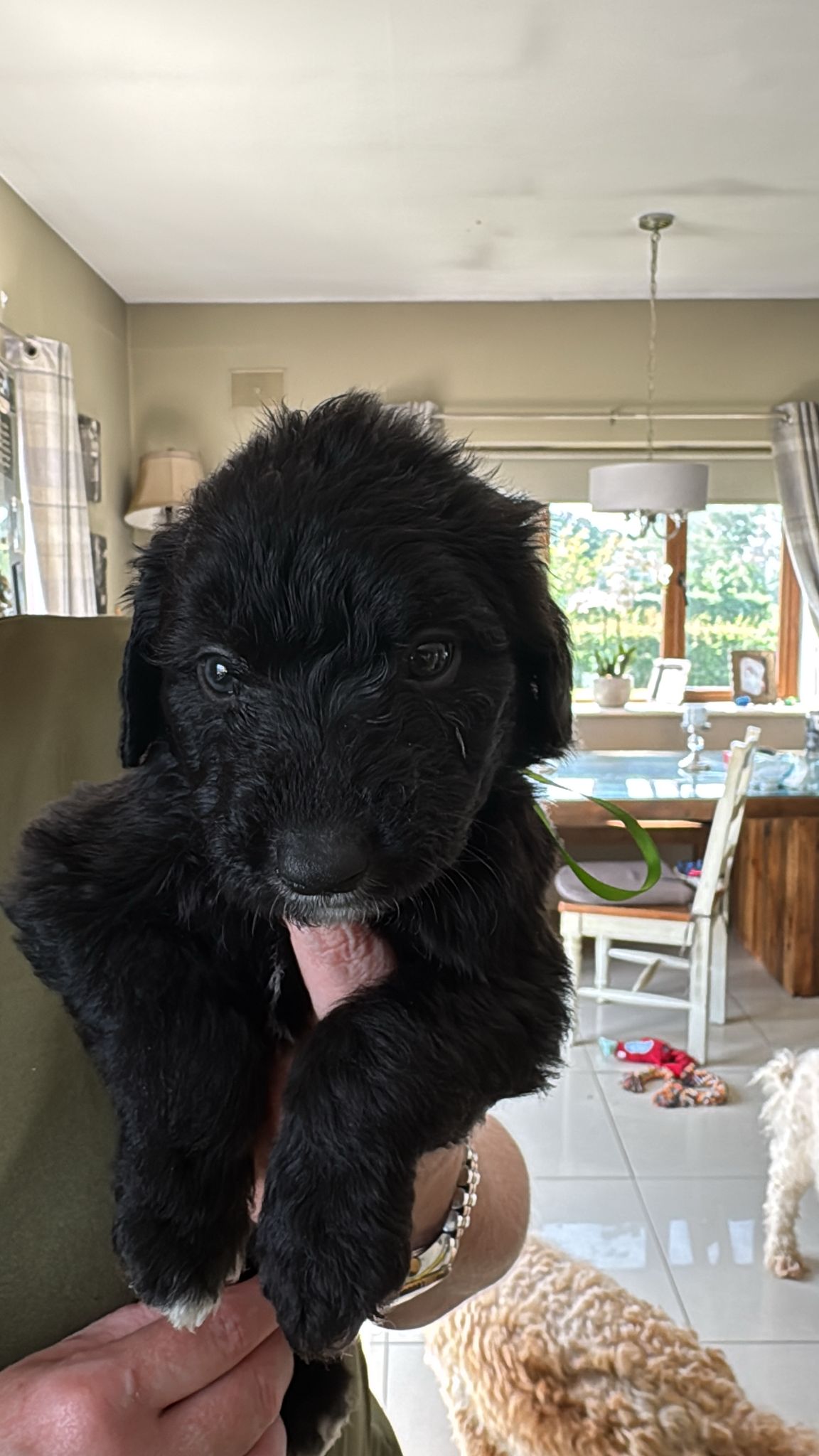 Dog Image