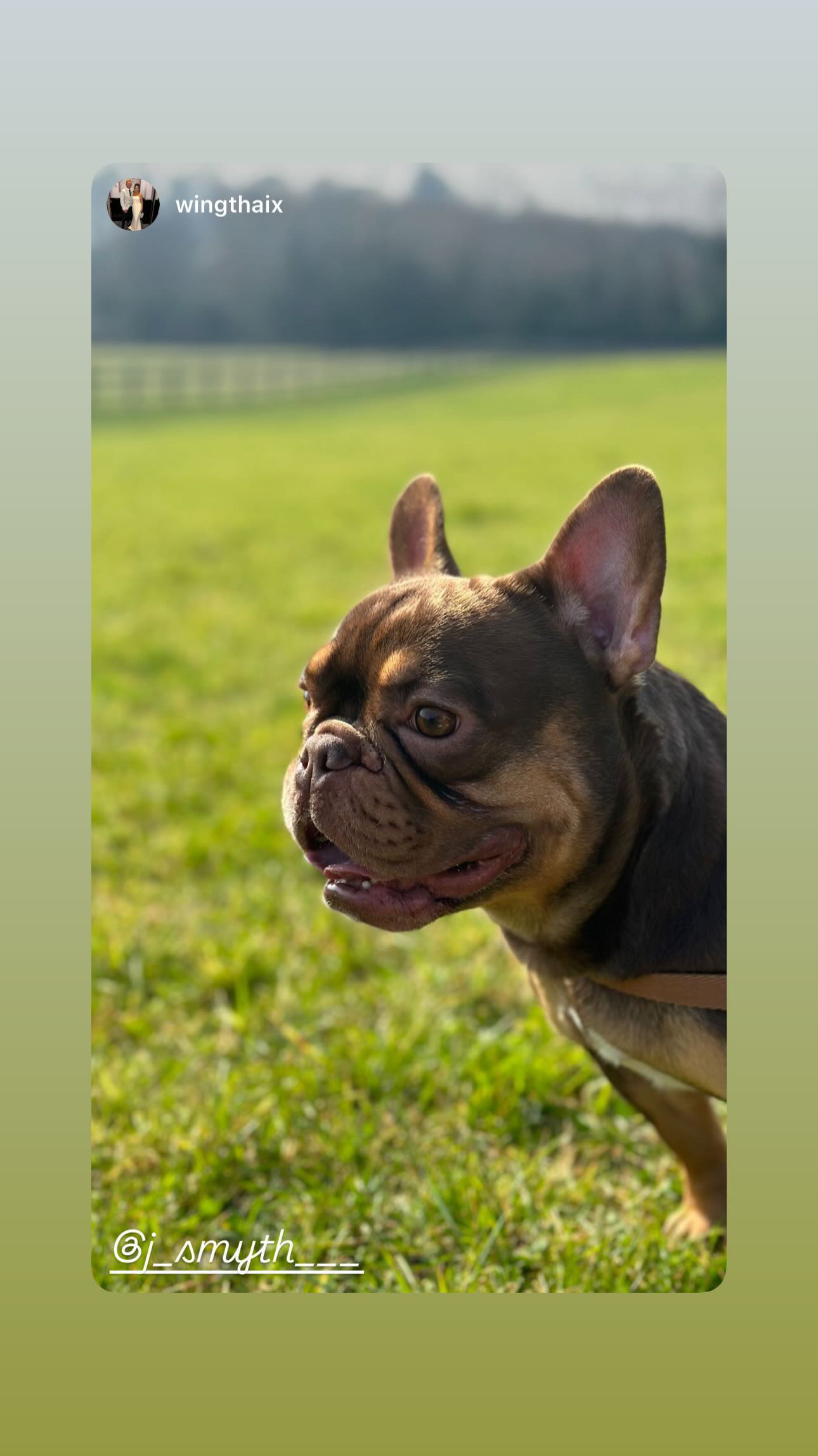 Dog Image
